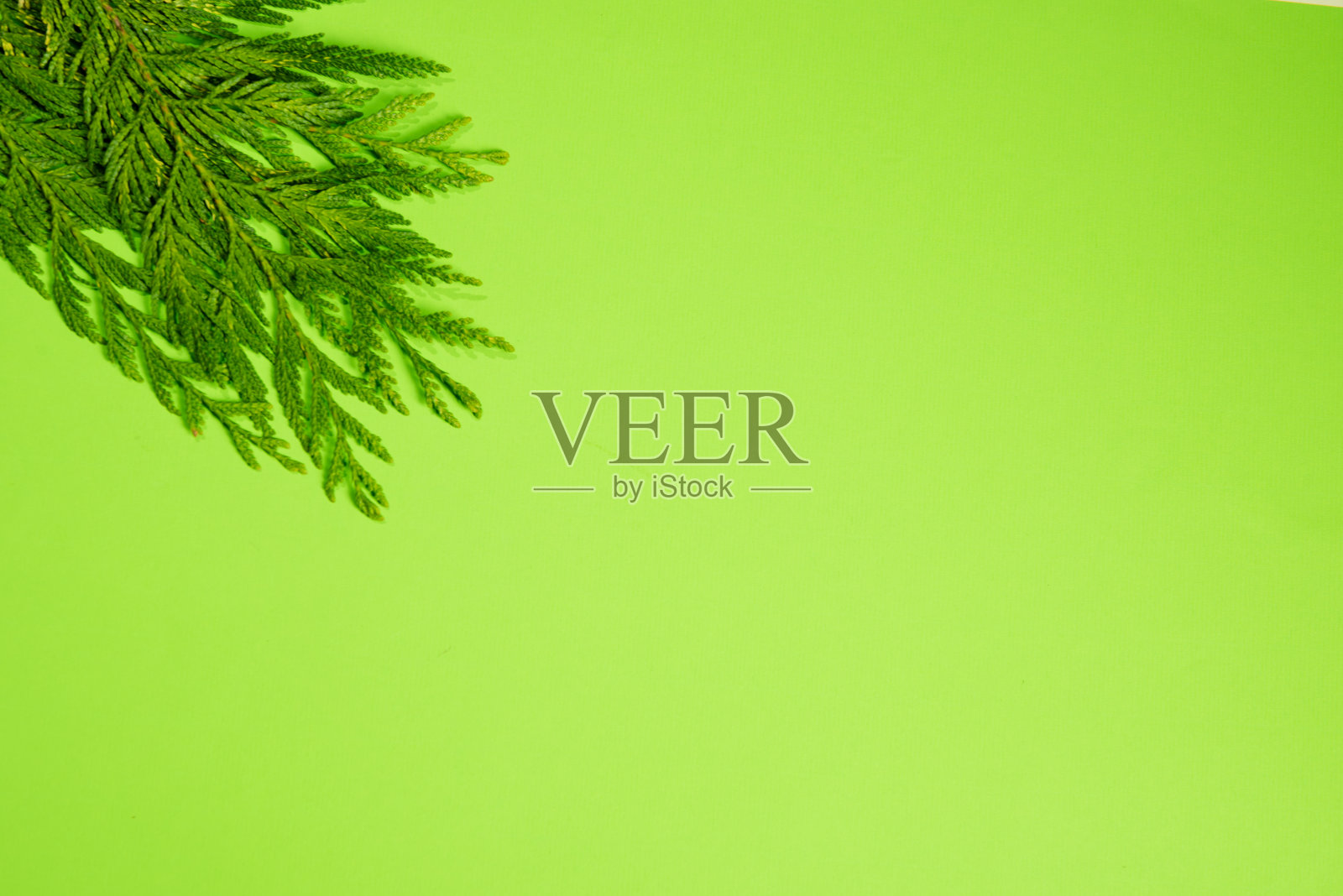 绿色背景与树叶，文字的地方照片摄影图片