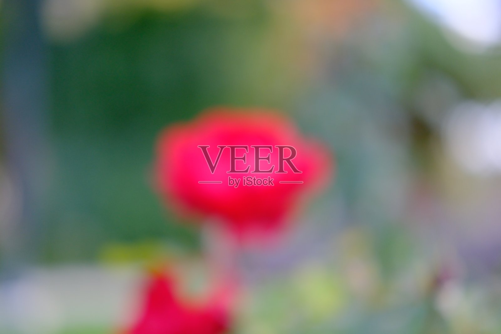 在秋天里射红玫瑰照片摄影图片