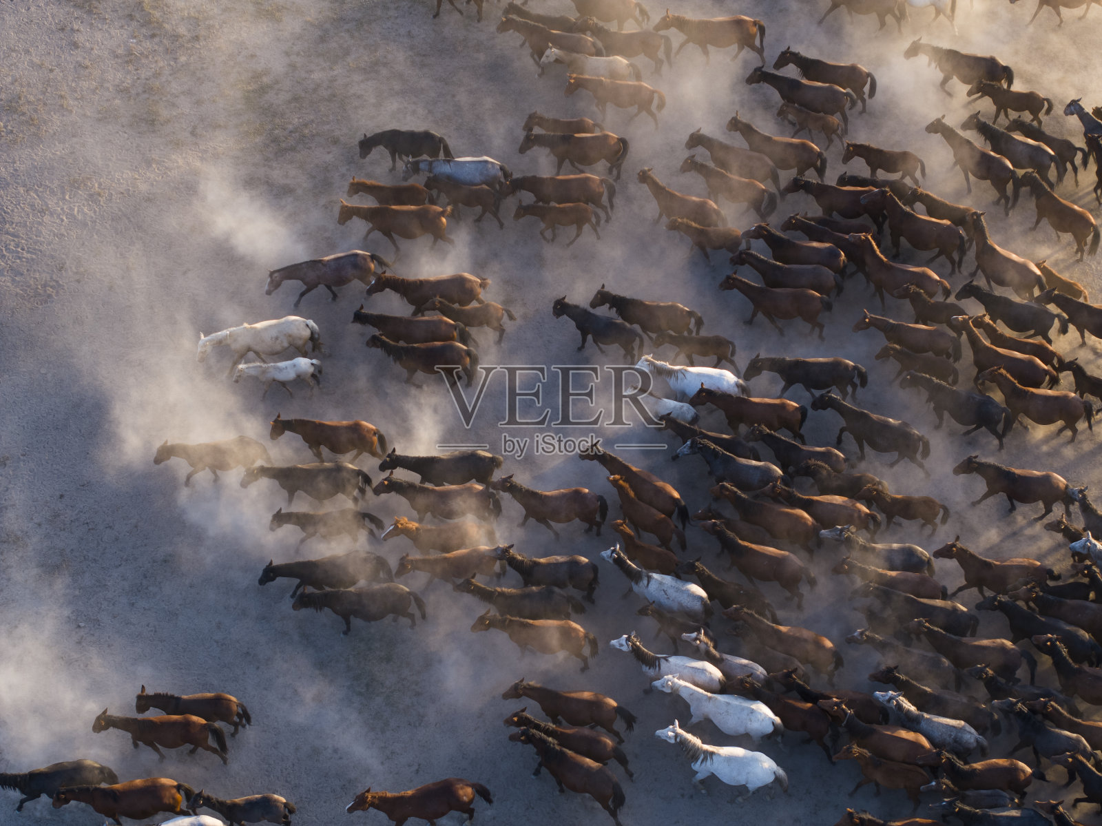 野生伊尔基马(vah<e:1> Yılkı atlaryi)在尘埃无人机照片，h<s:1> rmetci村Hacılar，开塞利土耳其(土耳其)照片摄影图片