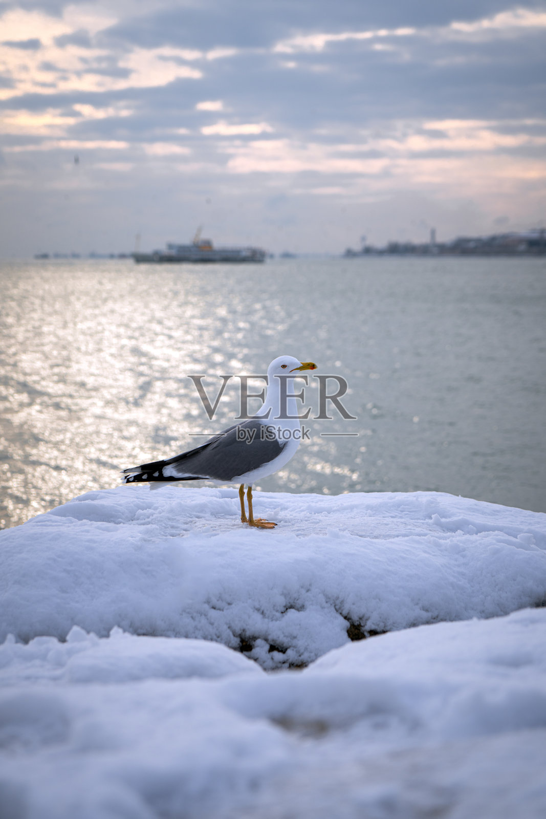 雪上的海鸥照片摄影图片