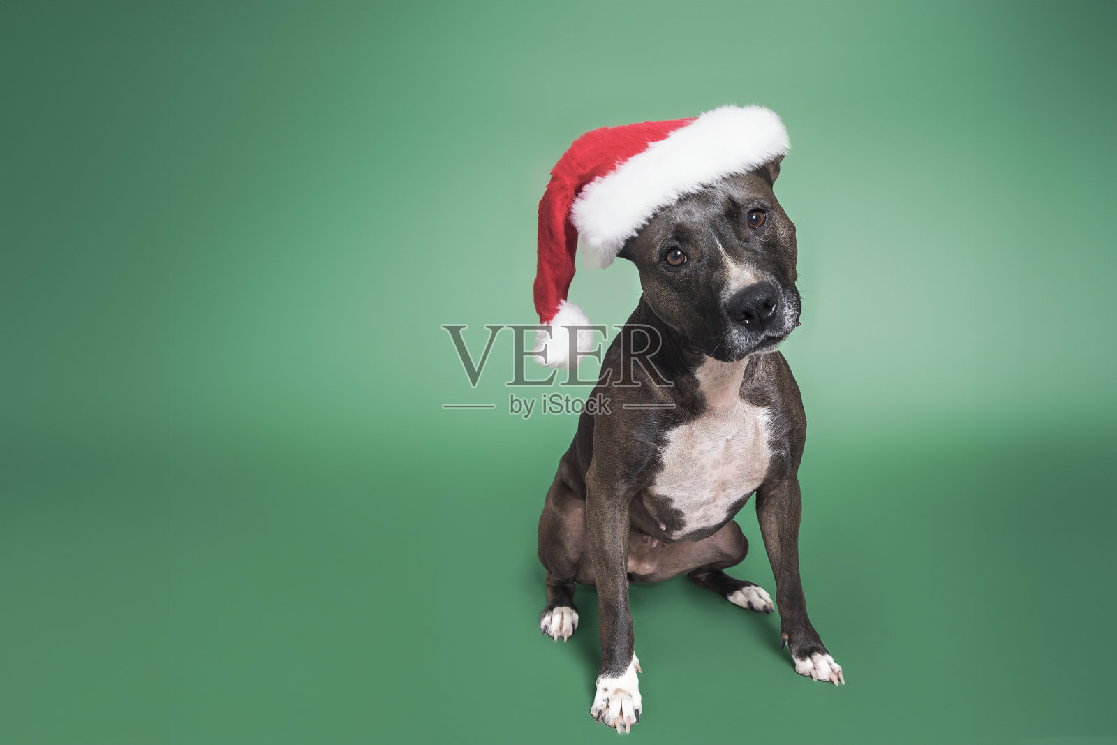 戴着圣诞老人圣诞帽的比特犬，被隔离在绿色背景上照片摄影图片