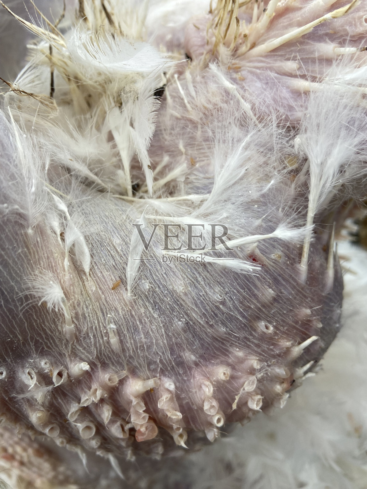 拔了毛的鸡身上的家禽虱子照片摄影图片