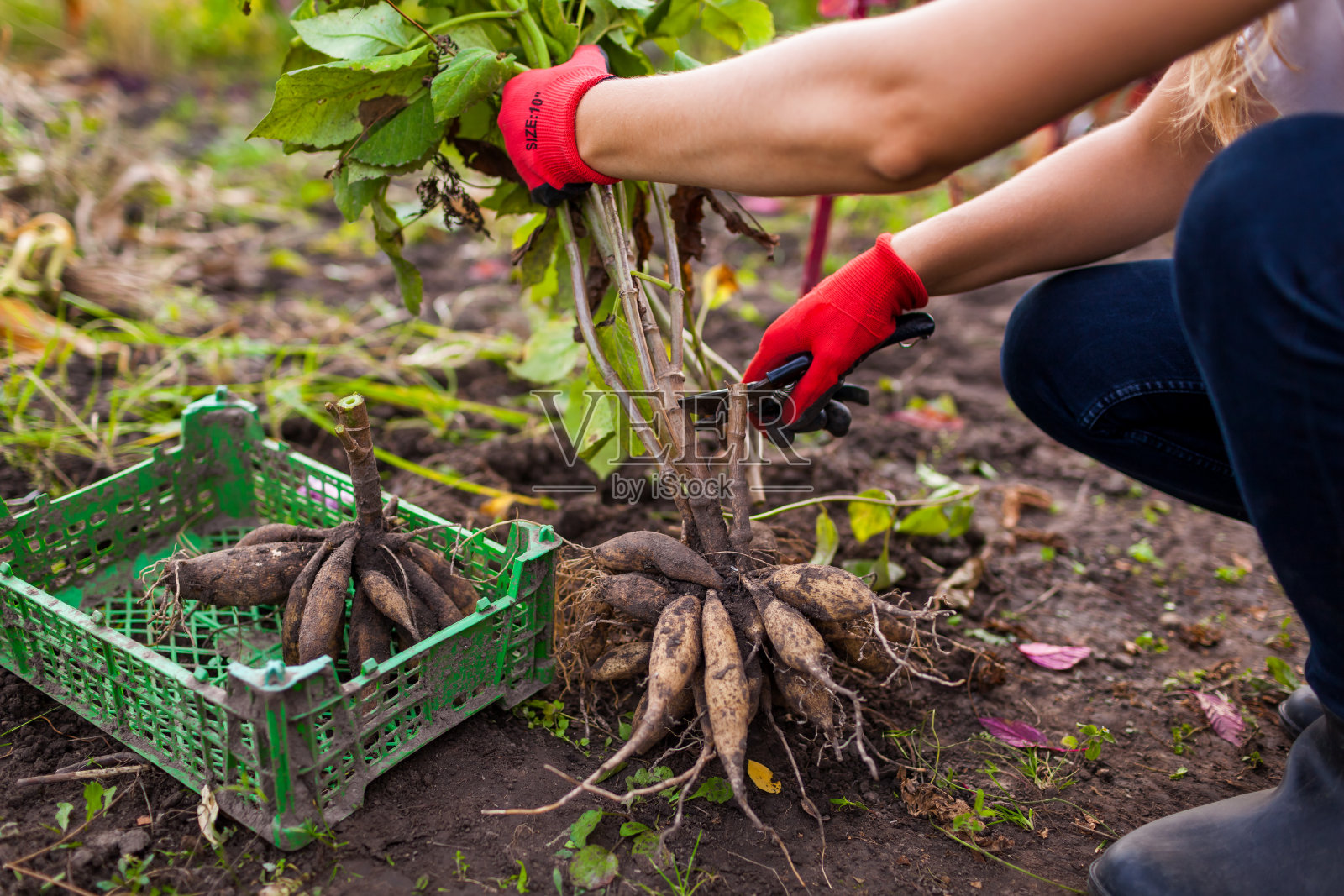 园丁正在修剪大丽花。为冬藏准备块茎。秋季园艺工作。照片摄影图片