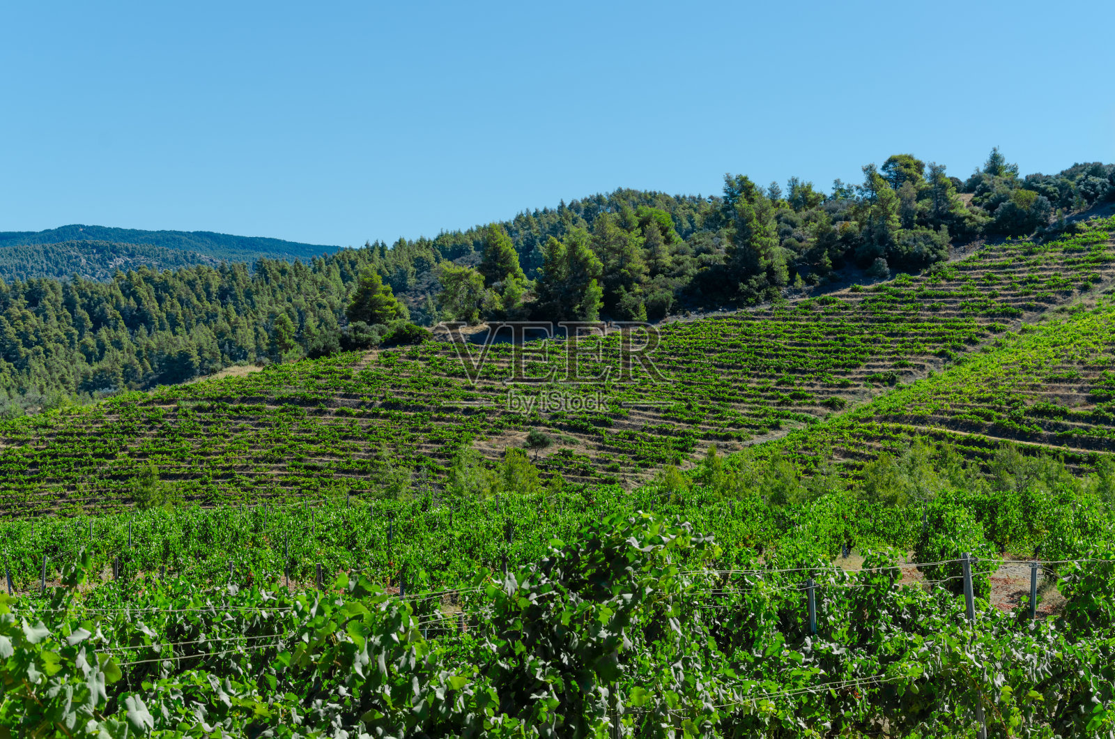 山坡上有葡萄园的农业照片摄影图片
