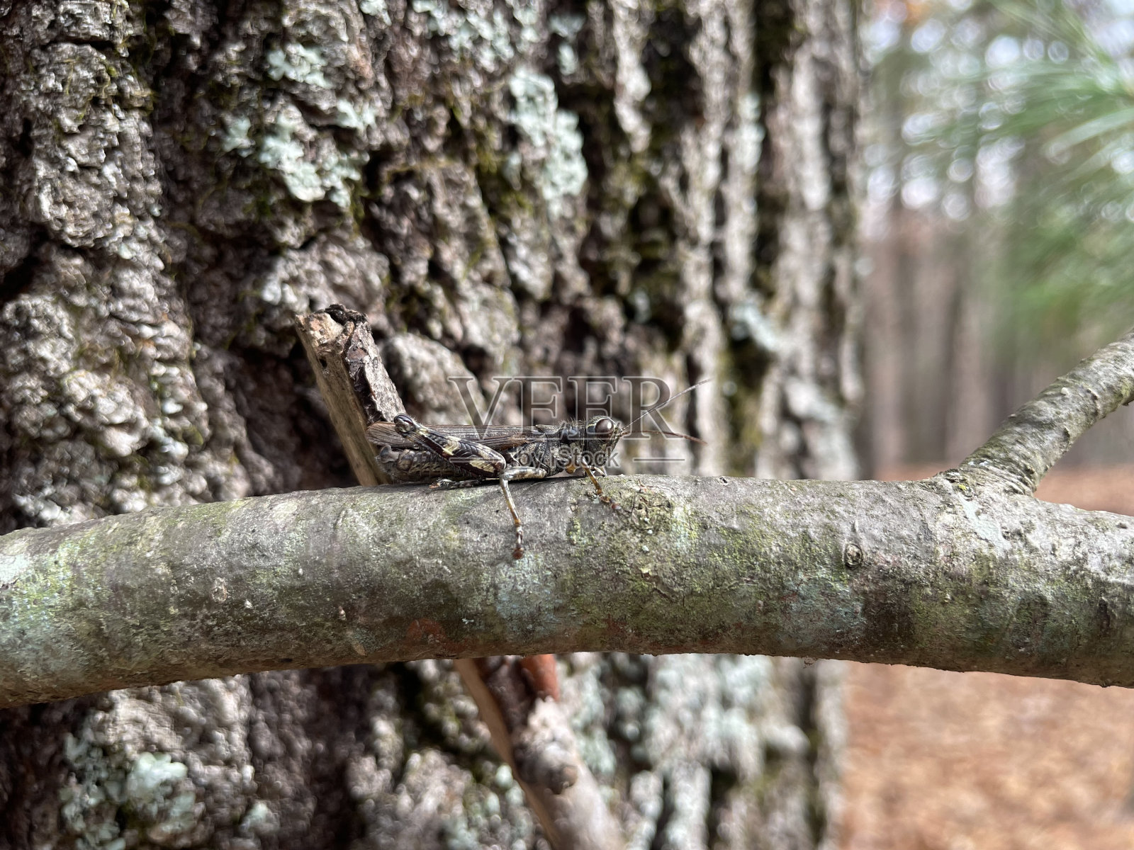 林地里的蚂蚱在树枝上照片摄影图片