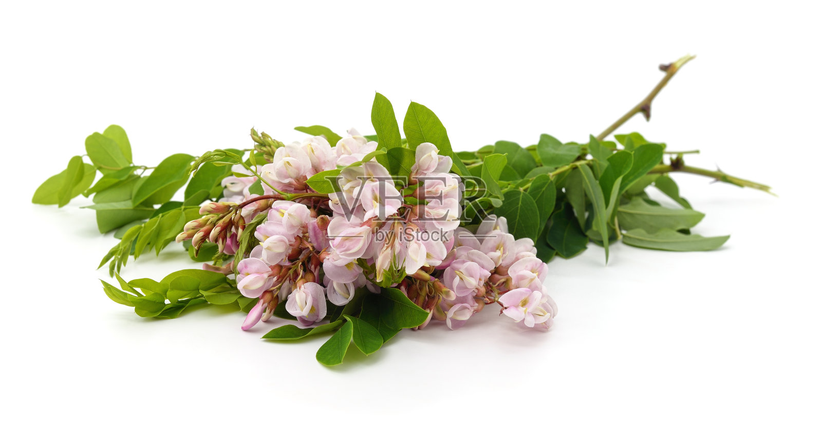 相思紫色花。照片摄影图片