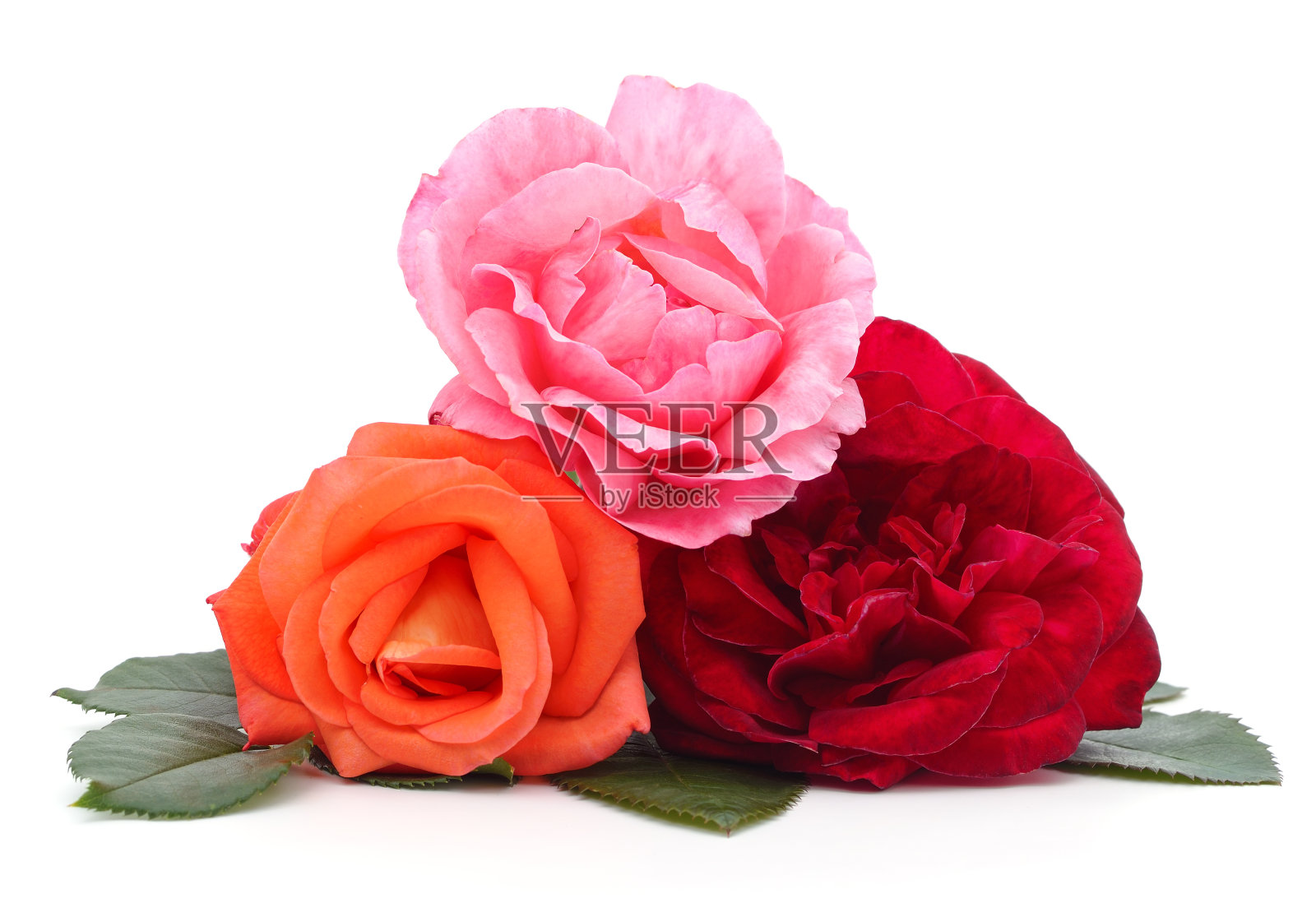 一束玫瑰。照片摄影图片