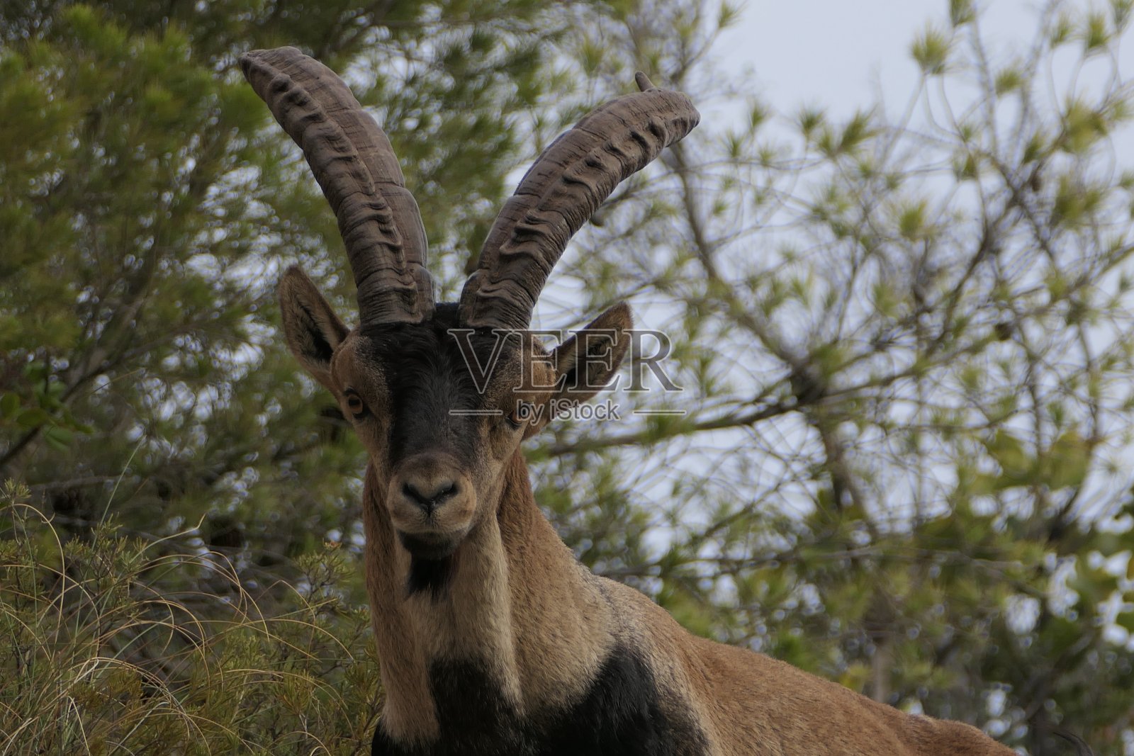 西班牙巴伦西亚省丘利亚周围比利牛斯山的野生山羊照片摄影图片