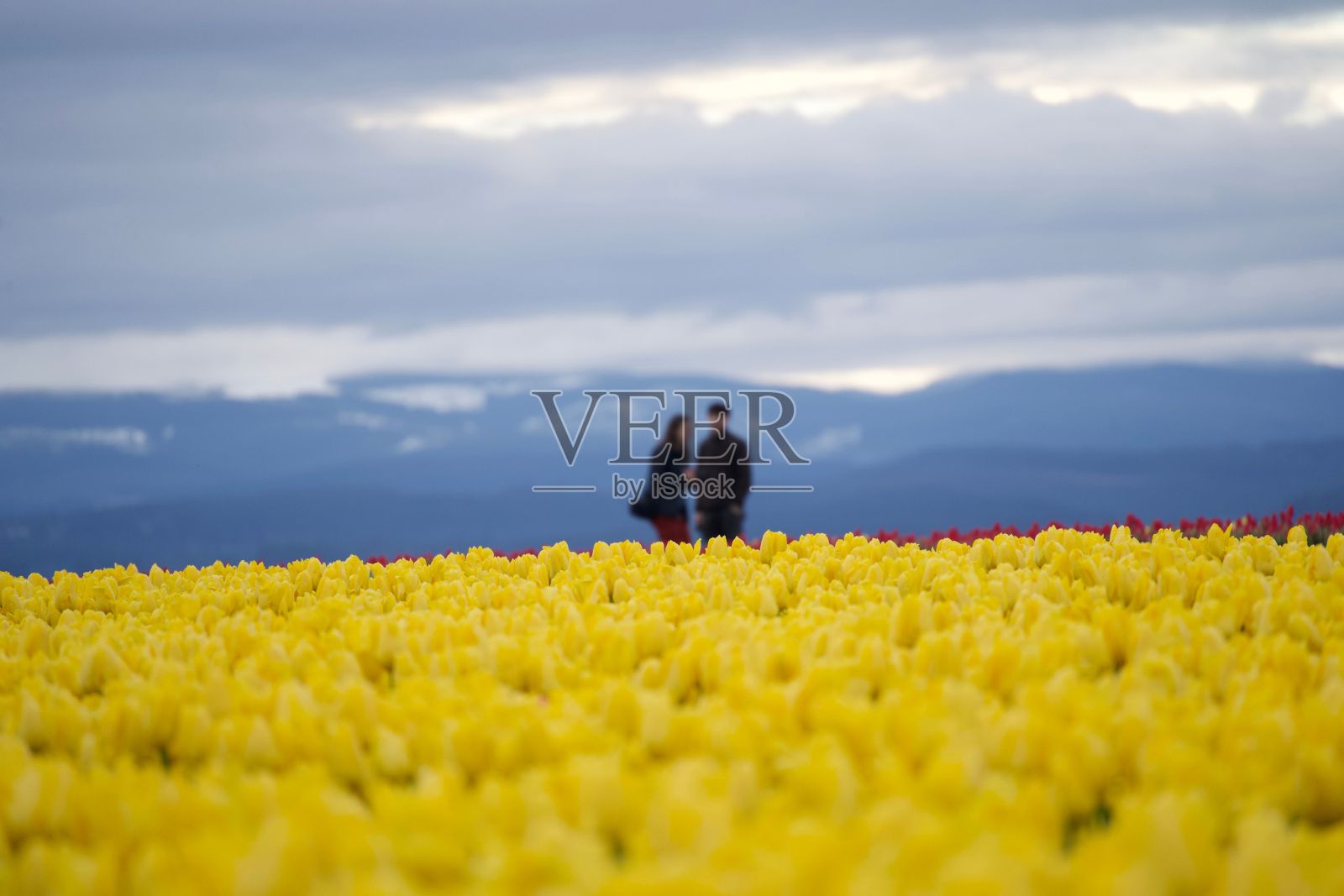一对夫妇站在黄花的田野里，背后是群山照片摄影图片