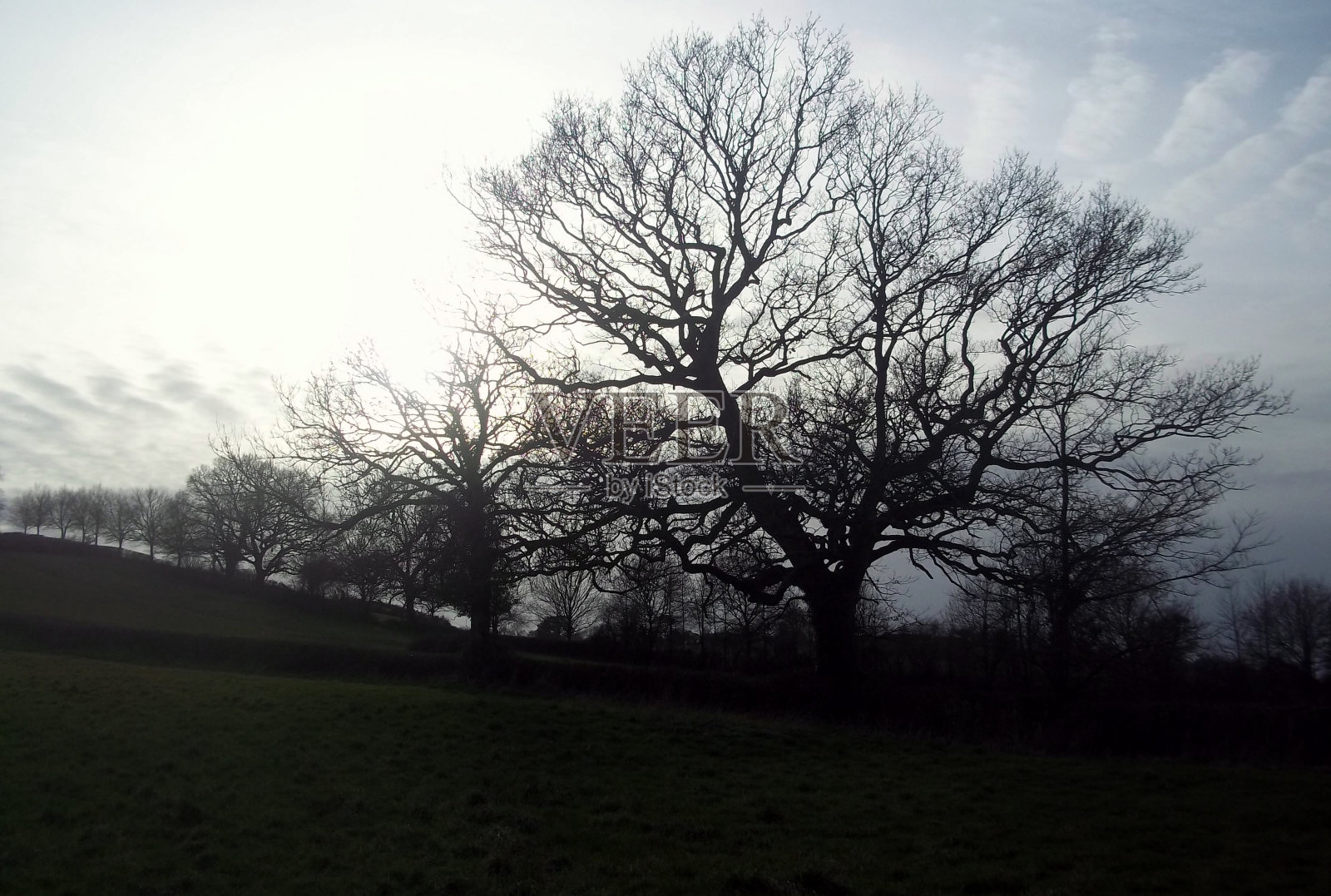 春天的树照片摄影图片