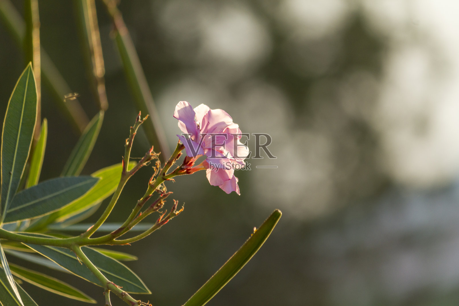 粉红夹竹桃花照片摄影图片