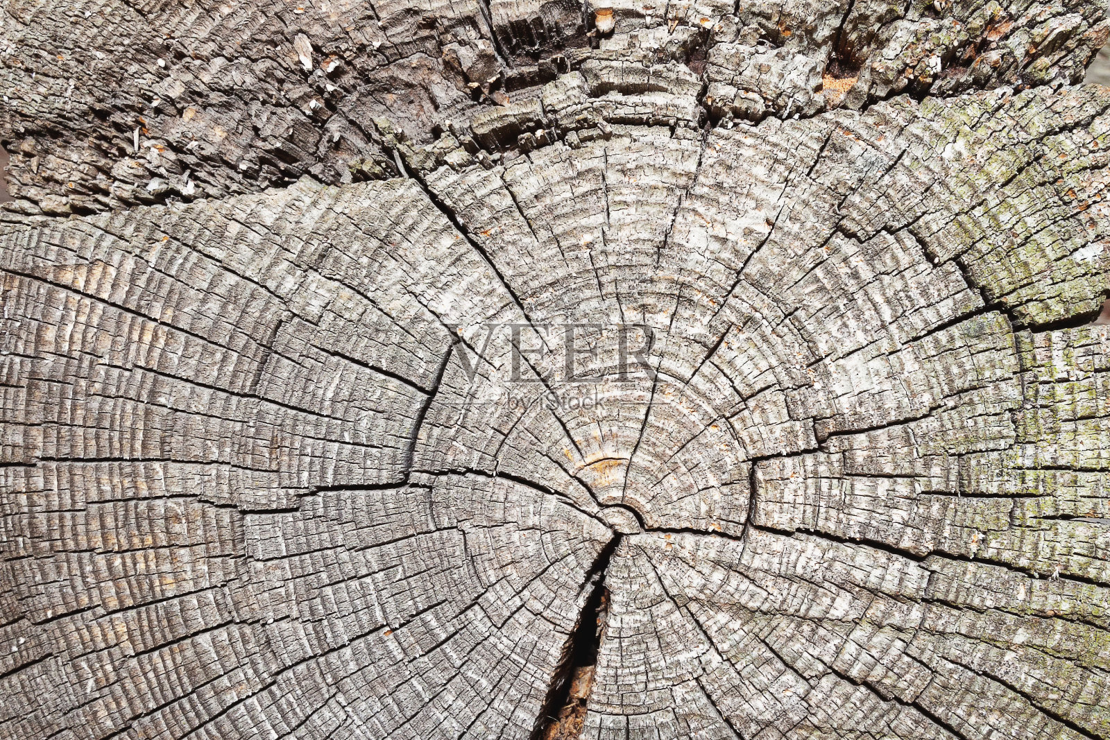 一棵老树干的横截面，从上方特写照片摄影图片