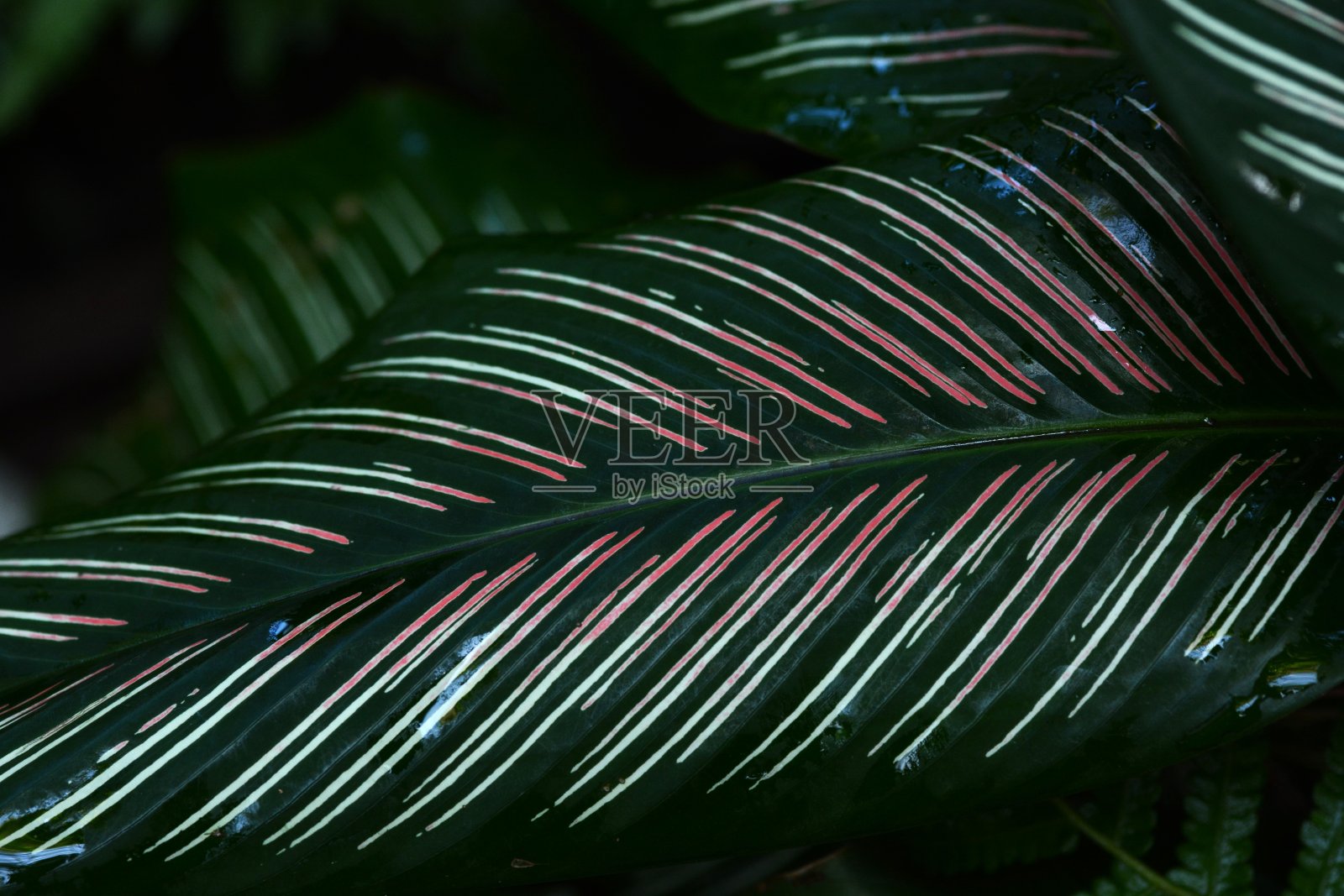锦葵叶。马兰科多年生热带观赏植物。照片摄影图片