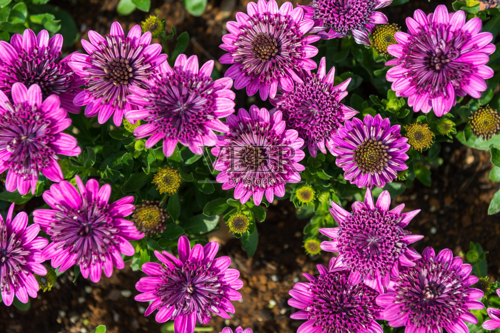 美丽明亮的紫色骨精子在花园般的背景照片摄影图片