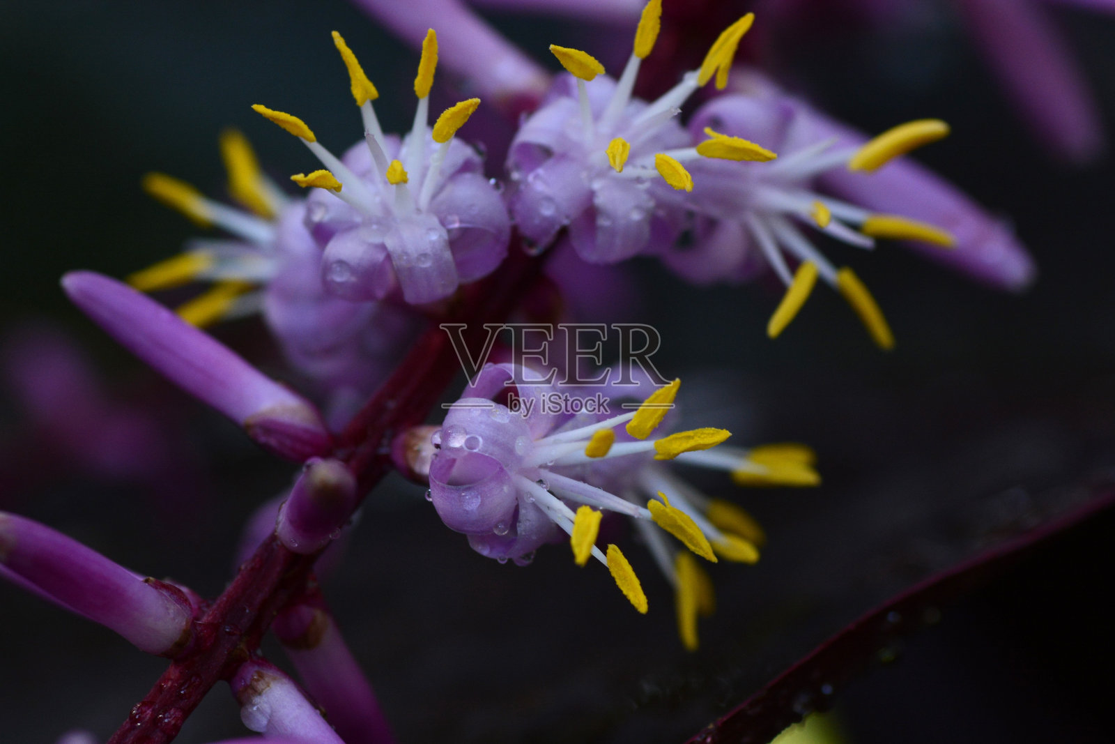 矮红龙血草(蛇血草属)花。天冬科常绿热带植物。照片摄影图片