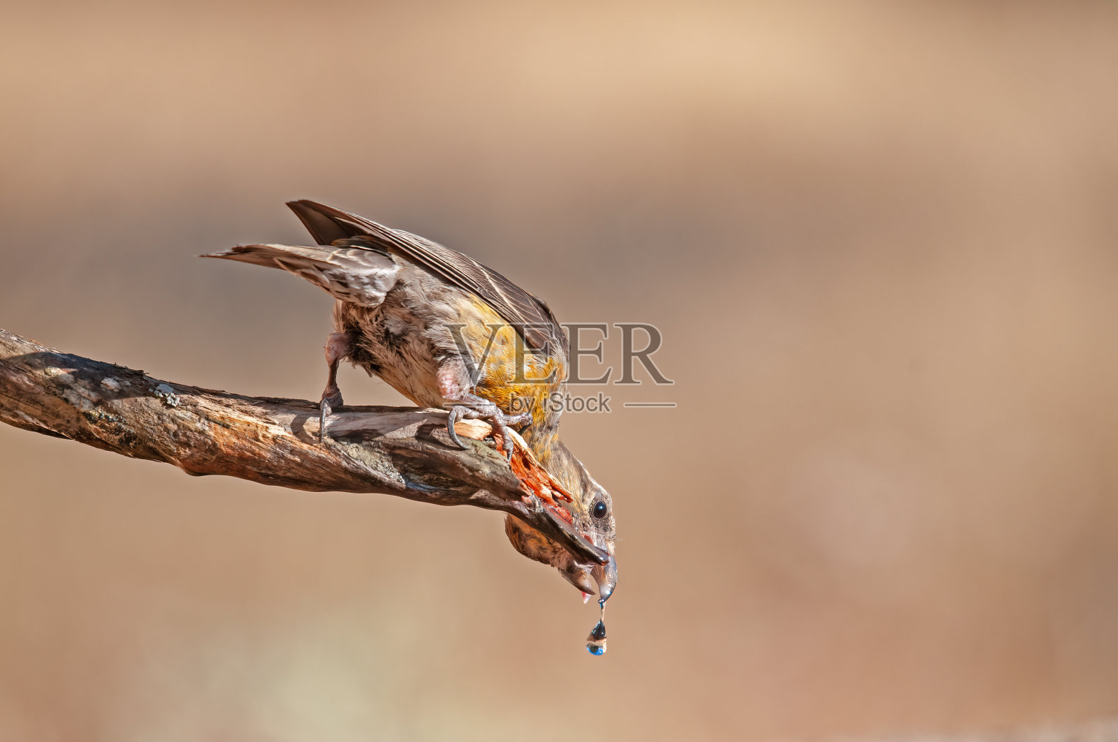 从喷泉中饮水的红十字鸟(Loxia curvirostra)照片摄影图片