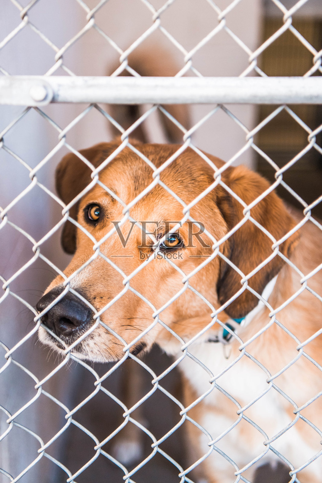 关在动物收容所狗窝里的狗照片摄影图片