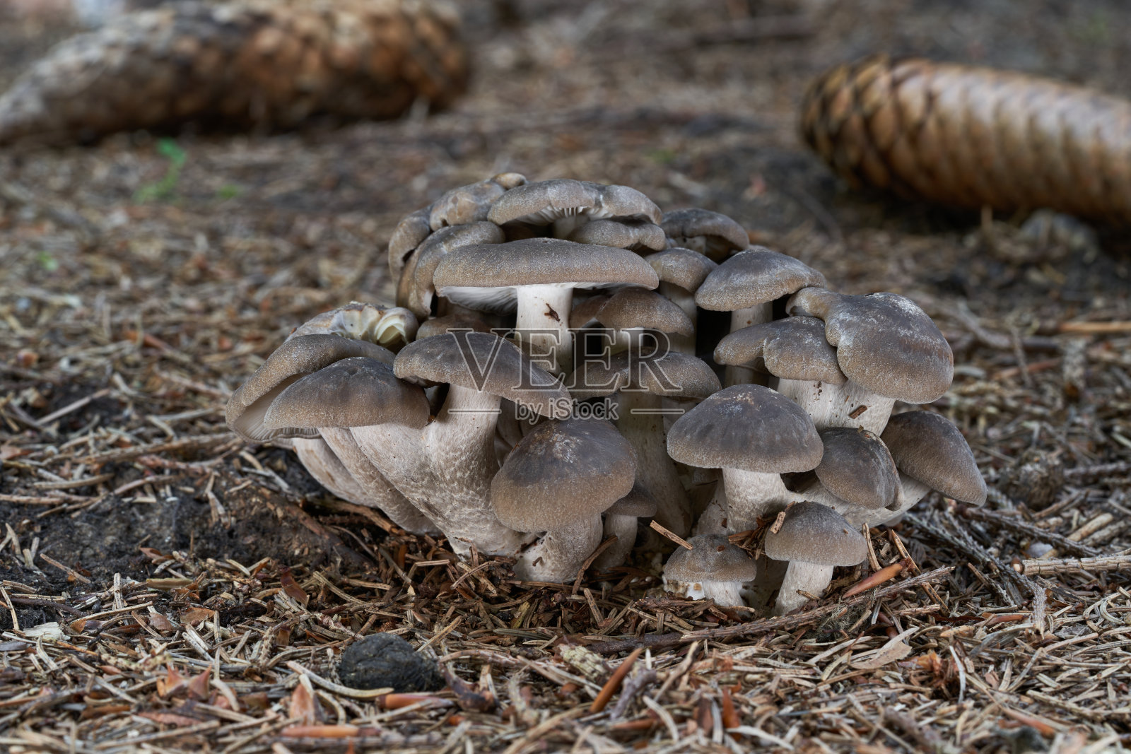 食用菌Lyophyllum在针叶中腐烂。被称为炸鸡蘑菇或群集鸡冠。云杉林中的一堆野蘑菇。照片摄影图片