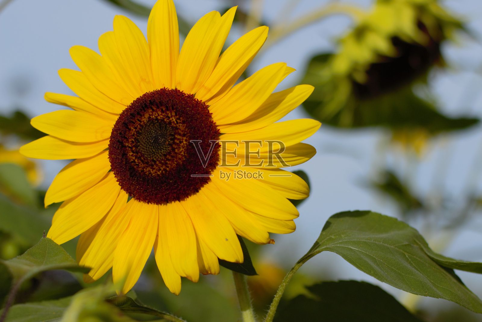 黄色的向日葵花在夏天。照片摄影图片