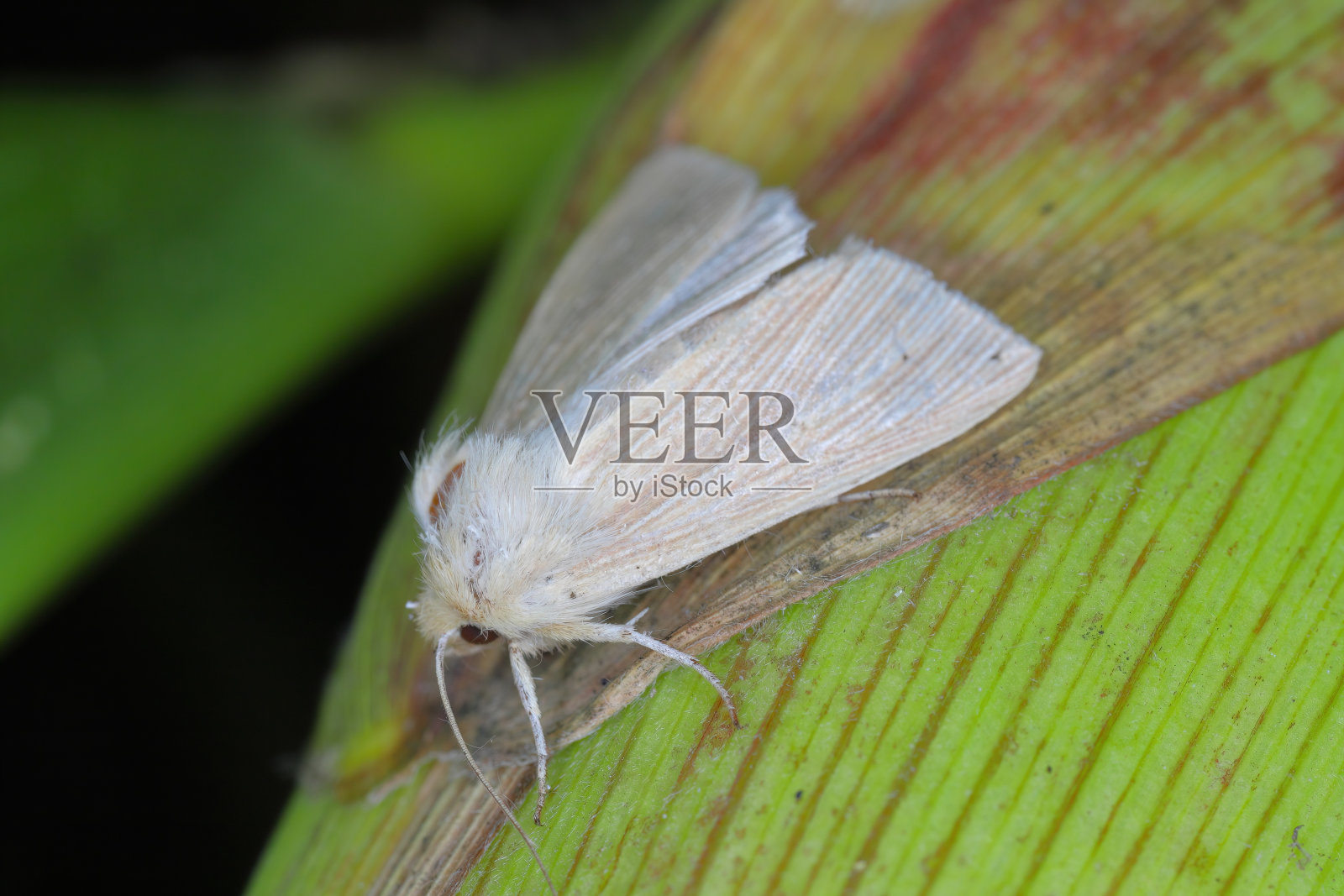 普通的威斯考特人在玉米上休息时脸色苍白。照片摄影图片