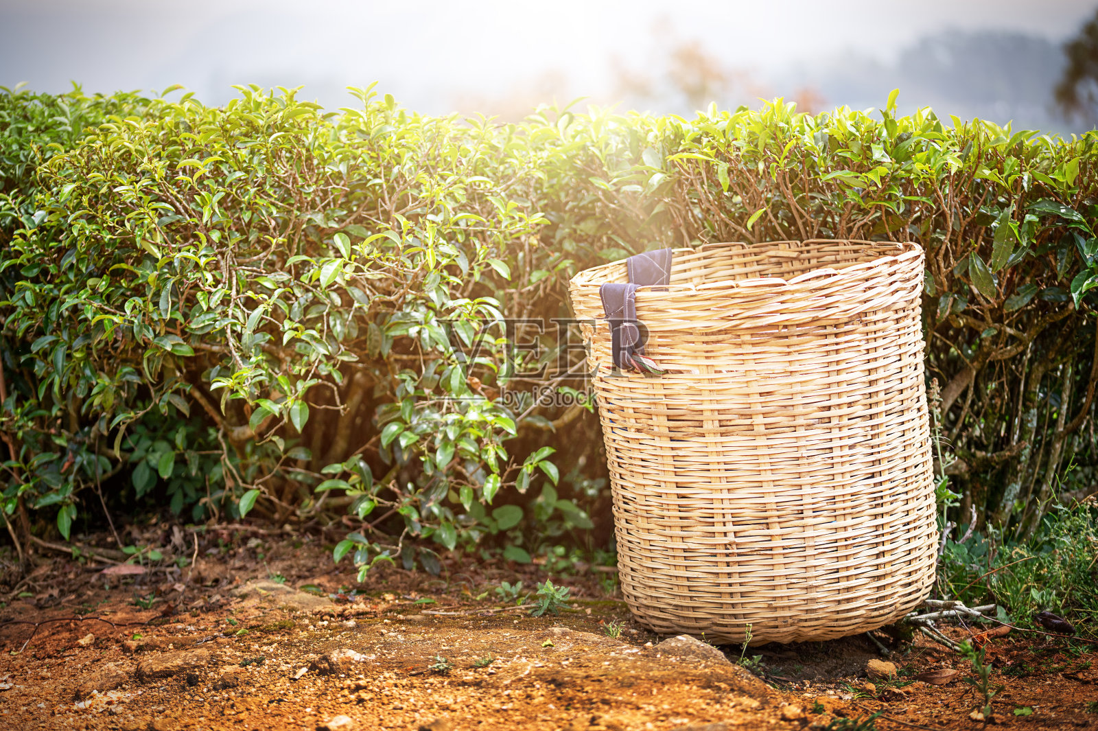 在马来西亚金马仑高地的茶园里，茶叶采摘者包里装着新鲜的茶叶照片摄影图片