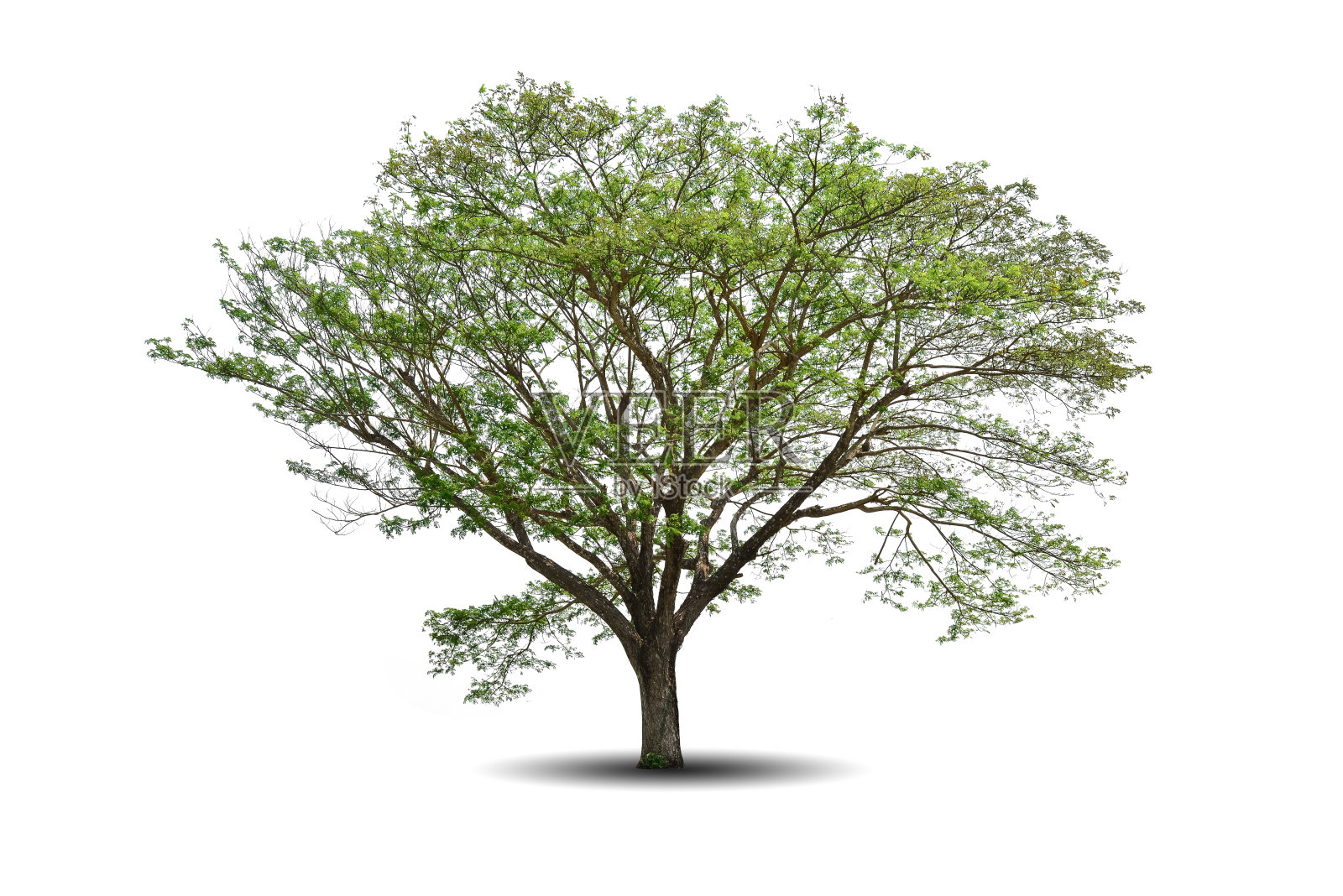 在白色背景上孤立的一棵大树。热带木材植物用于广告，建筑设计，剪报路径。绿叶森林和绿叶。在春季或夏季生长的大树干照片摄影图片