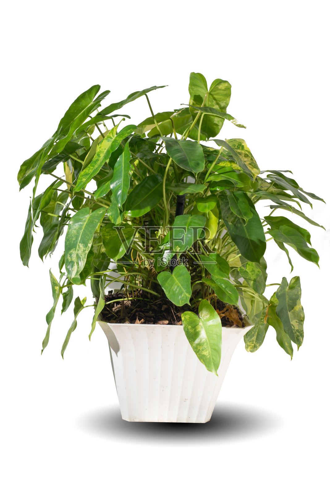 生机勃勃的叶室内植物花莲在装饰花盆，孤立在白色背景上。热带五颜六色的异域杂色繁茂的植物。绿叶创意室内家居，花园装饰照片摄影图片