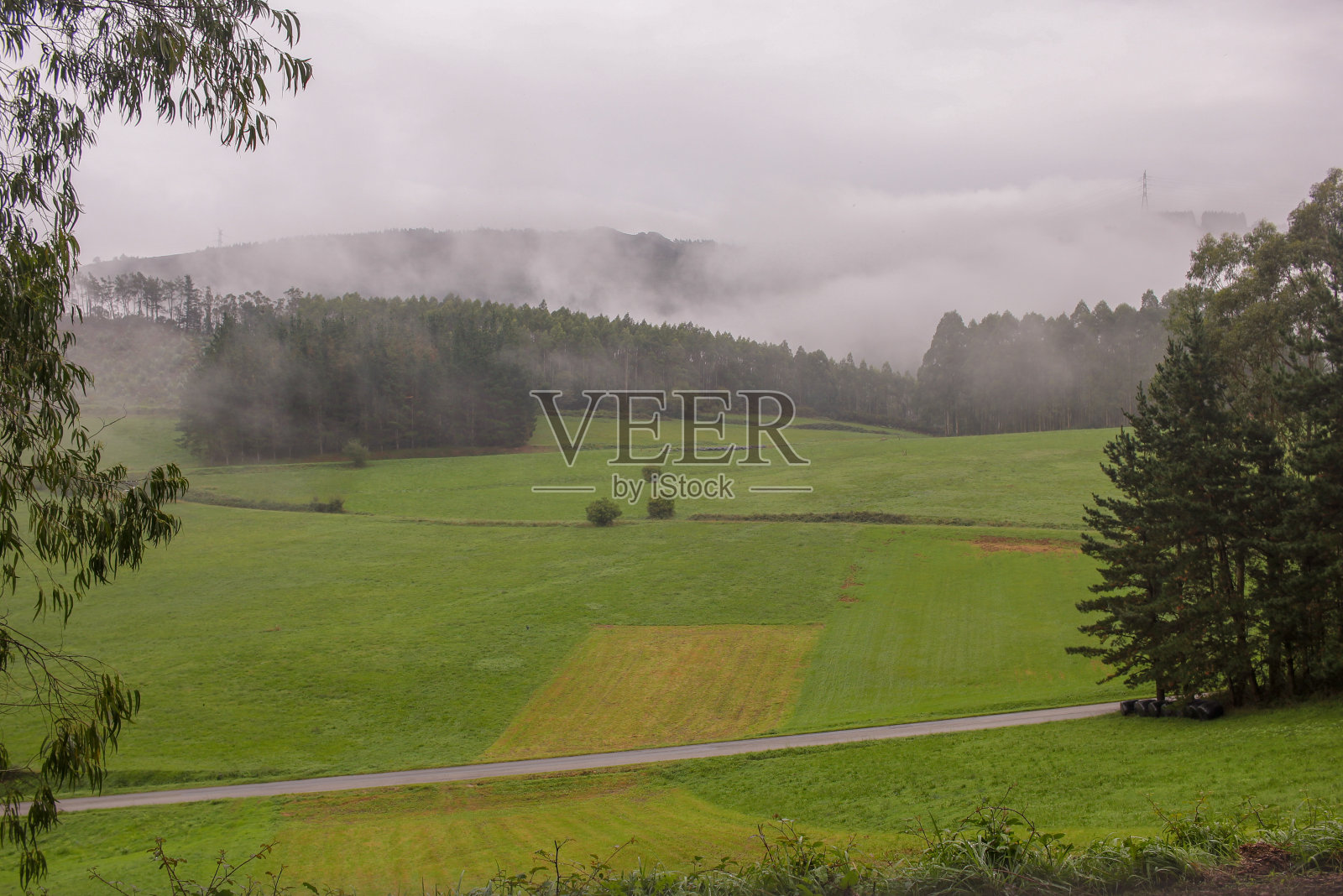 绿色田野上的薄雾照片摄影图片