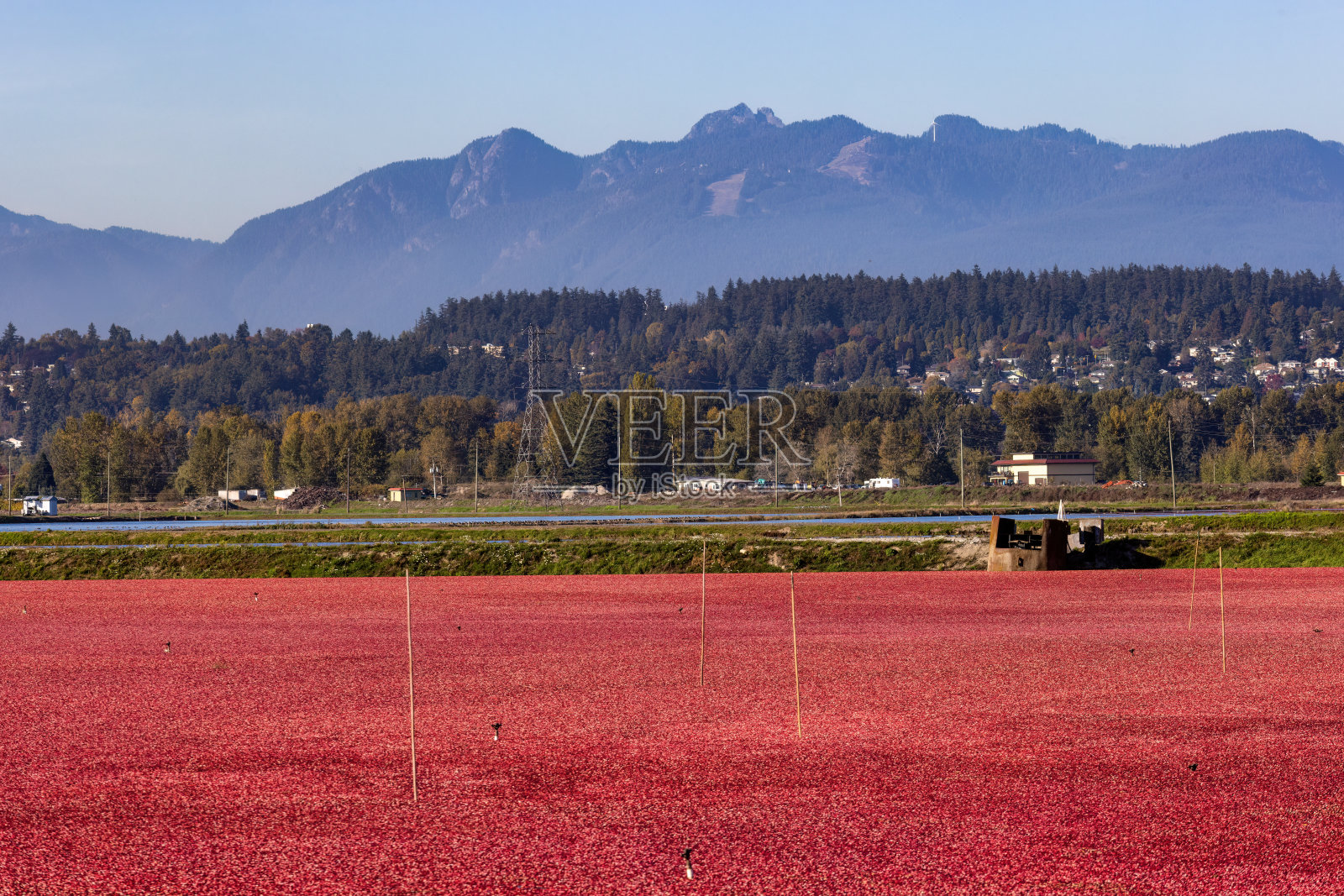 农舍和蔓越莓，加拿大不列颠哥伦比亚省照片摄影图片