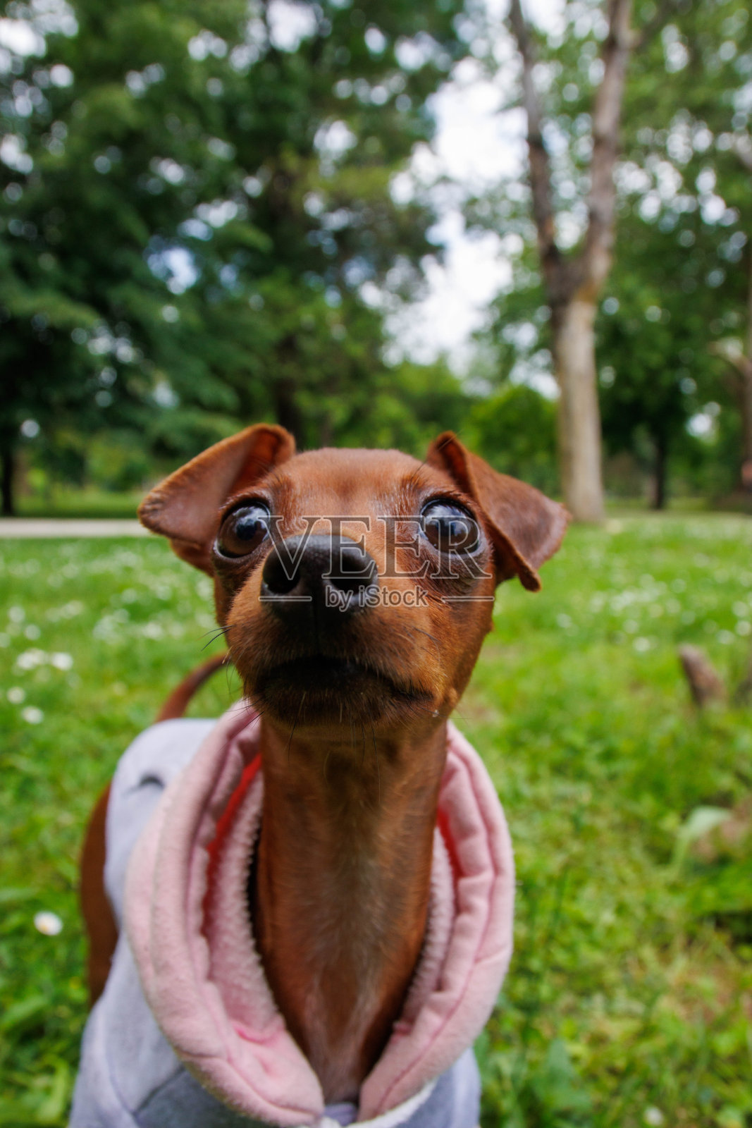 漂亮的小猎犬进了公园照片摄影图片