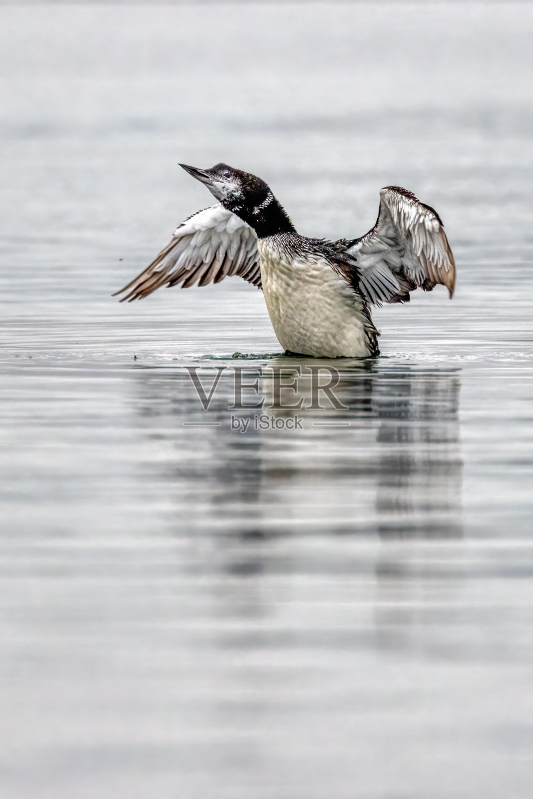 常见的潜鸟在水中拍打翅膀照片摄影图片