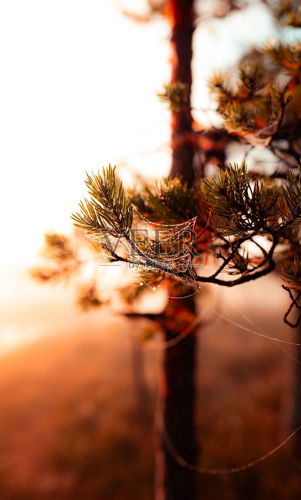 日落时沼泽小径上的蜘蛛网。照片摄影图片