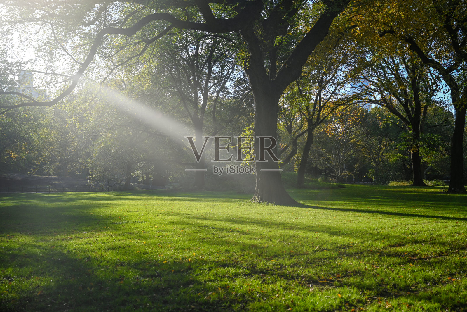 纽约中央公园。照片摄影图片