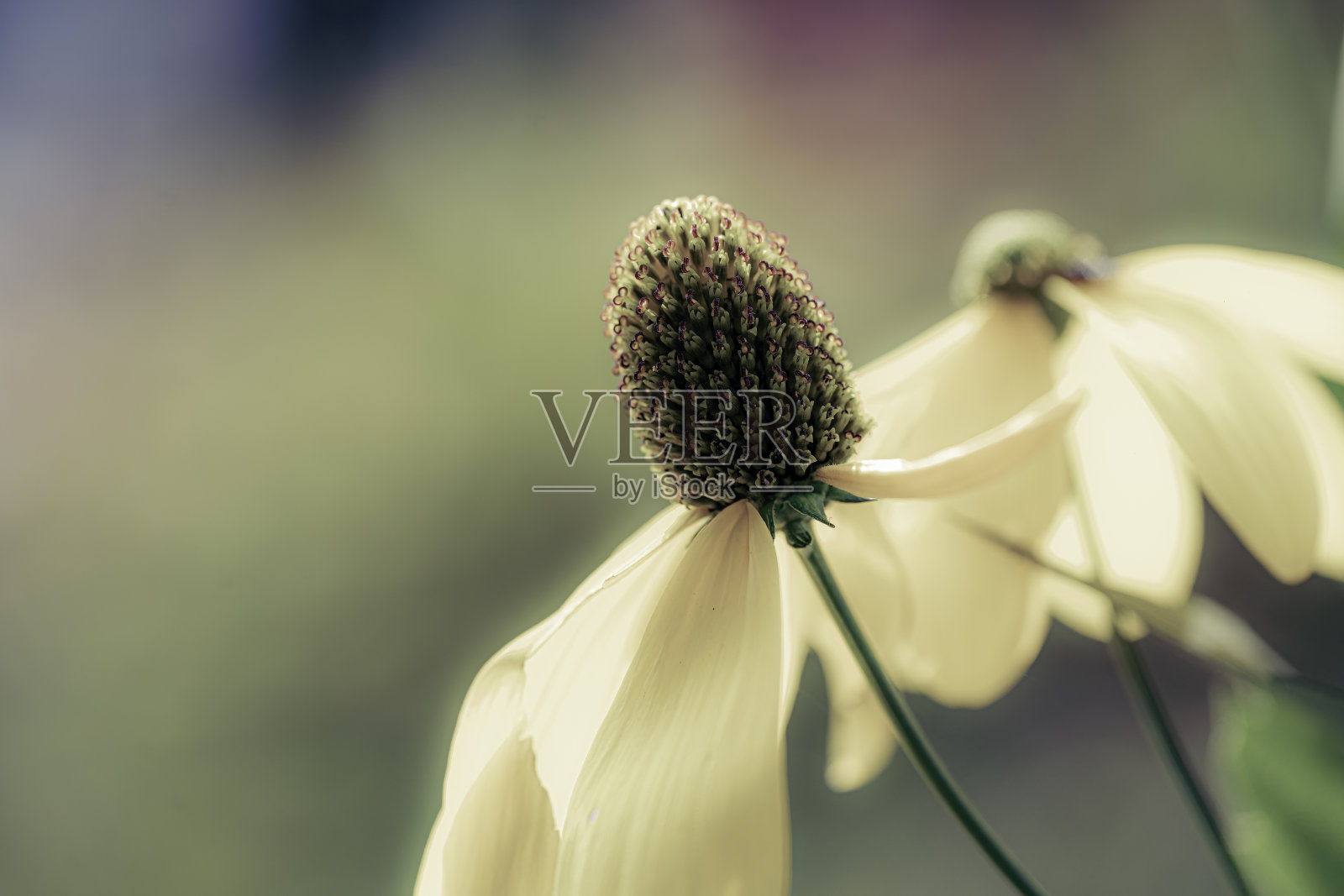 黄花美人照片摄影图片