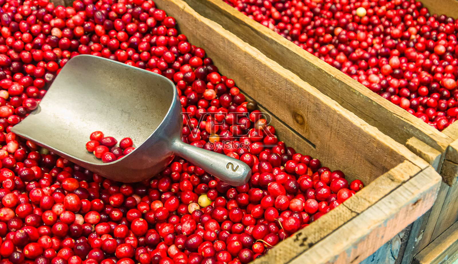 新鲜成熟的蔓越莓照片摄影图片
