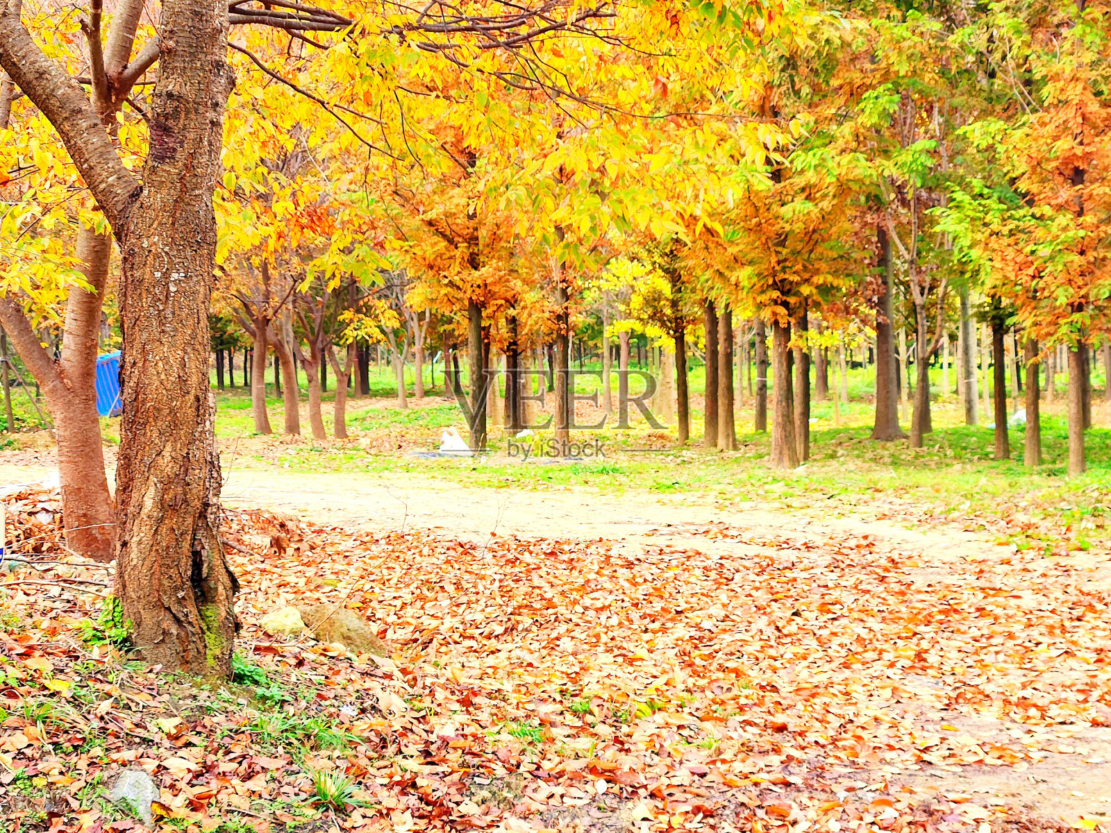 vh560 - 000大清湖秋1.jpg照片摄影图片