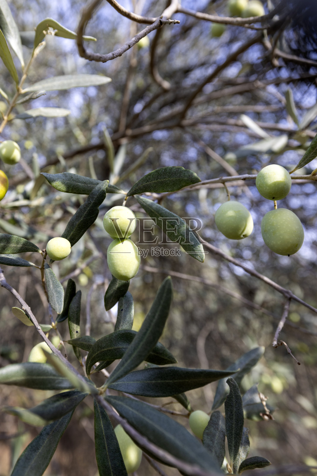 橄榄枝的细节。照片摄影图片