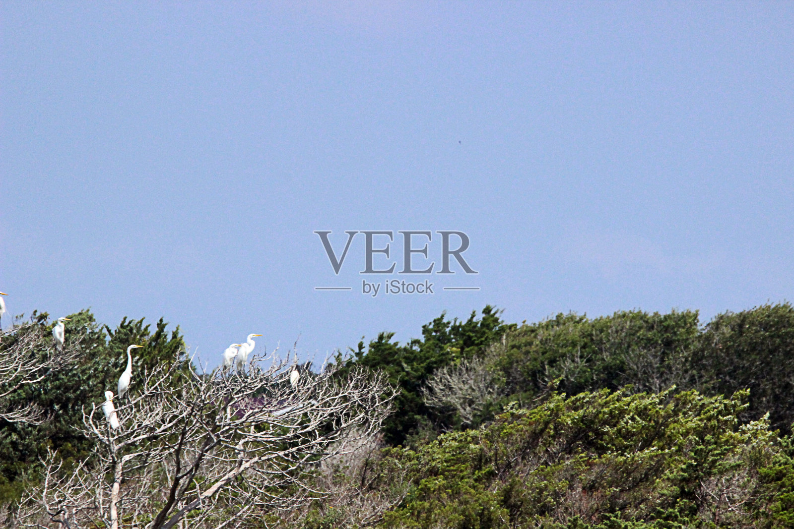 沿海森林里的大白鹭照片摄影图片