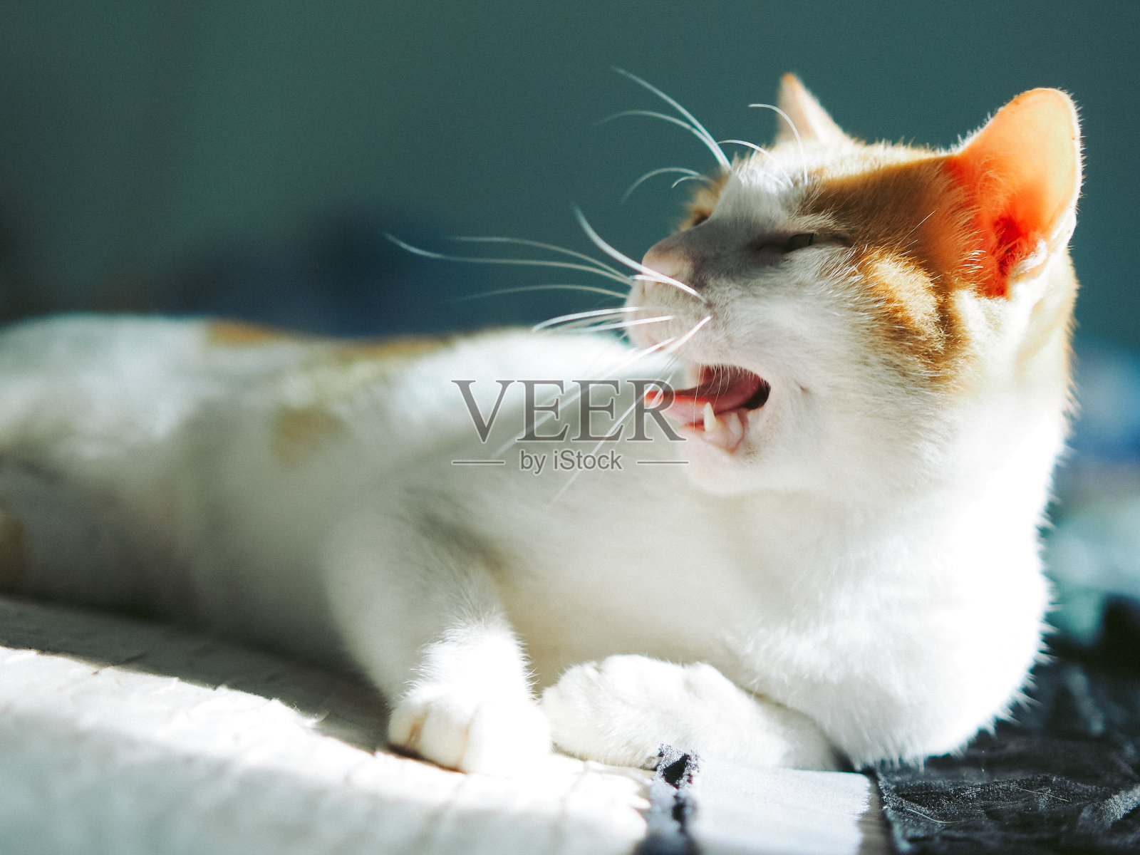 带着戏剧性光芒的猫照片摄影图片