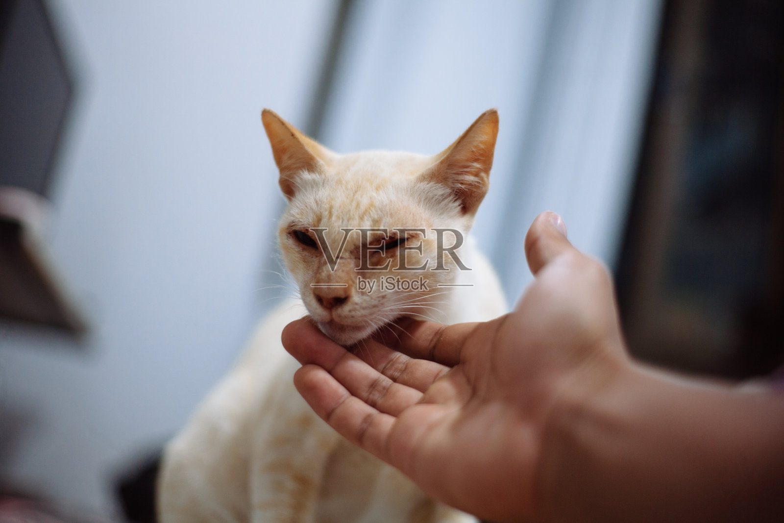 生病的白猫照片摄影图片