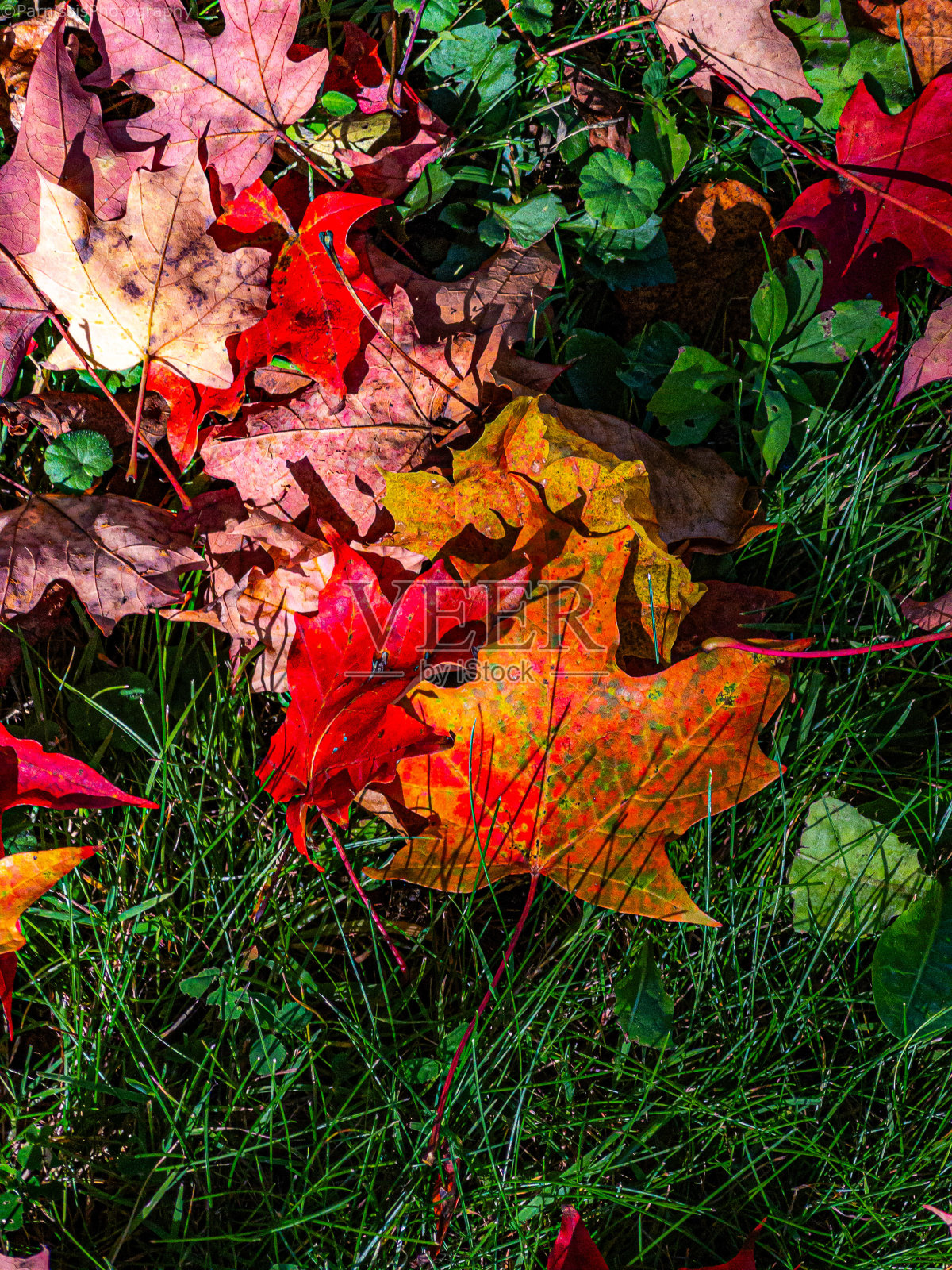 秋天的颜色照片摄影图片