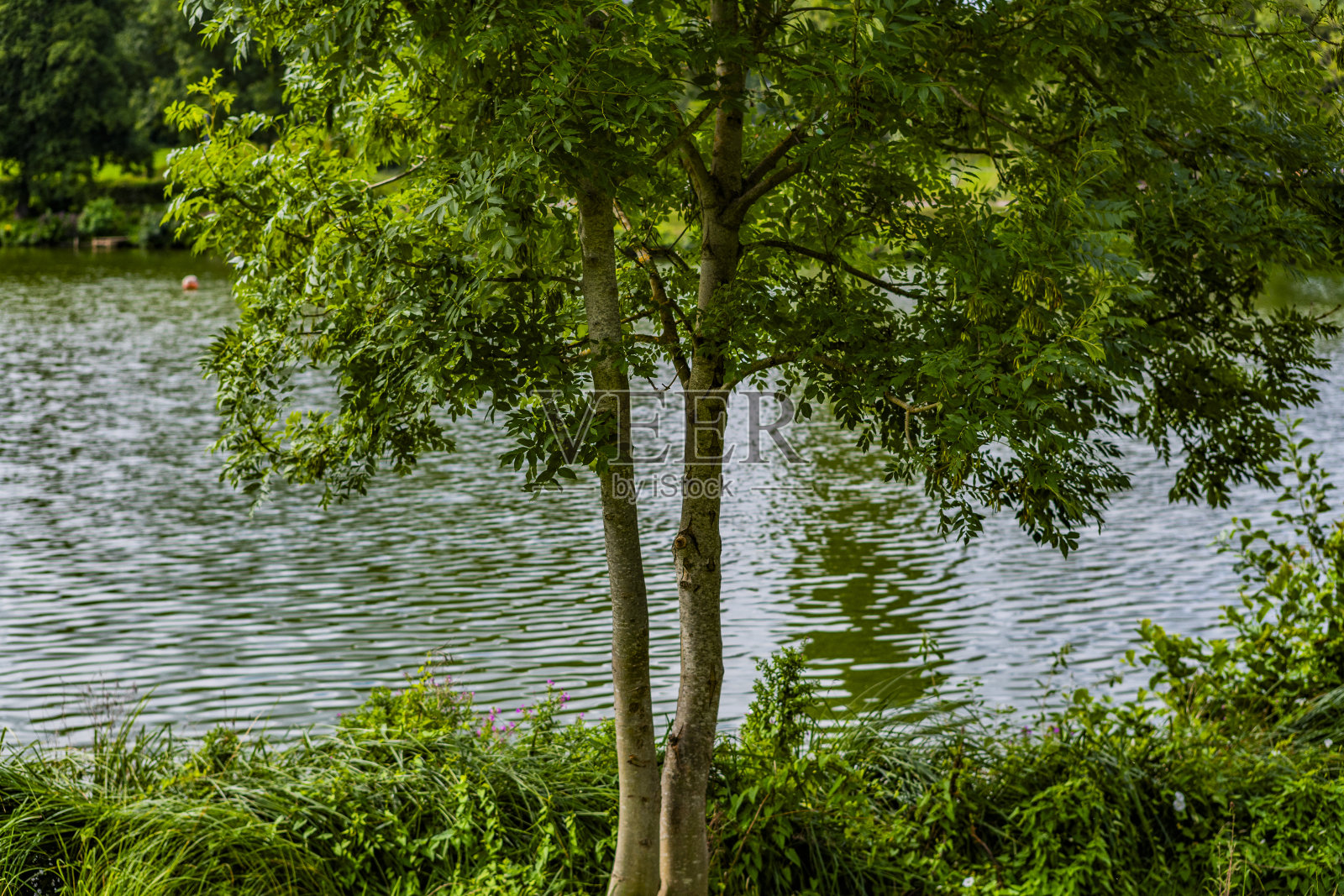 湖、河、塘、水、景、景从步道照片摄影图片