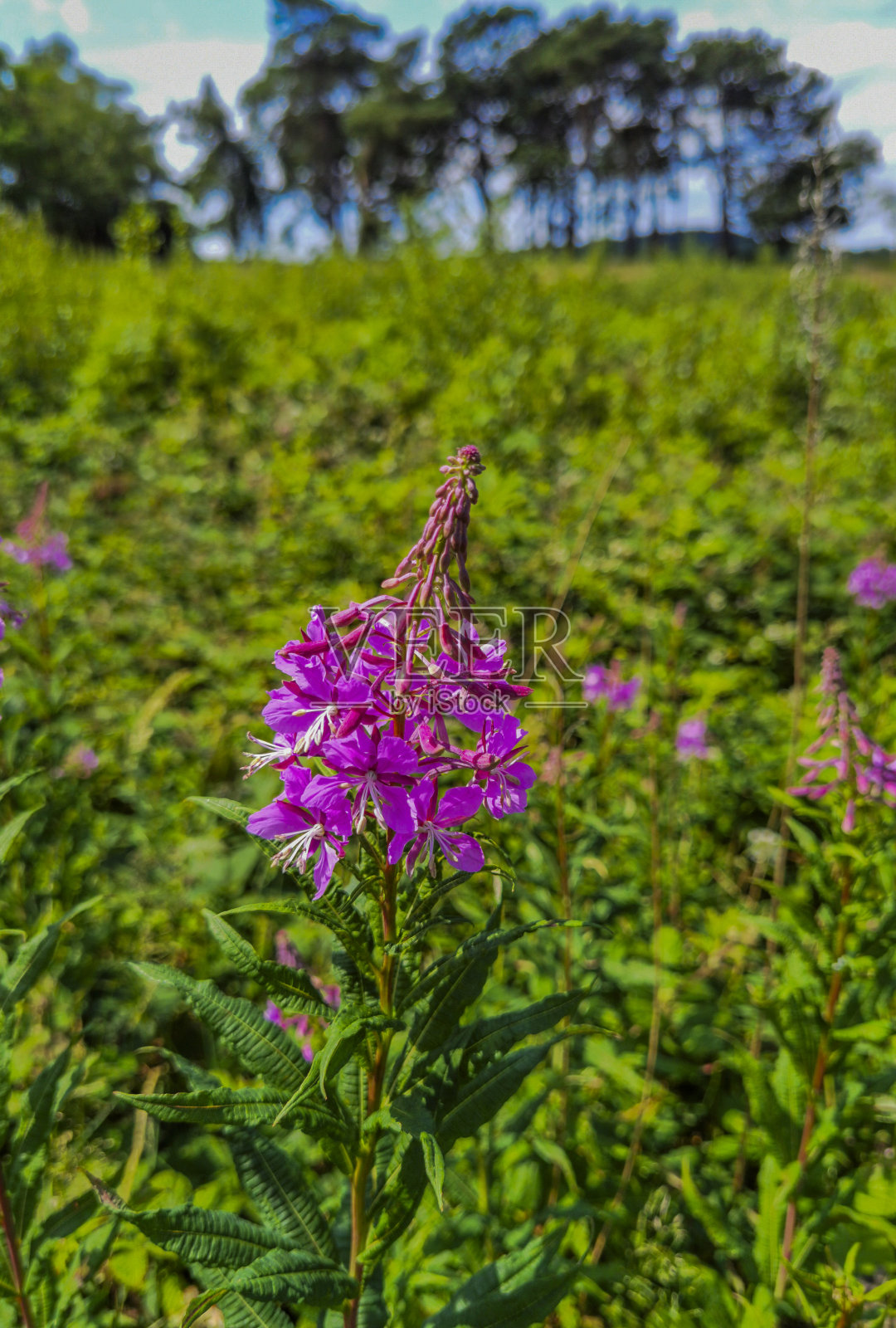 希思兰国家公园风景秀丽的利基山西米德兰兹英国照片摄影图片
