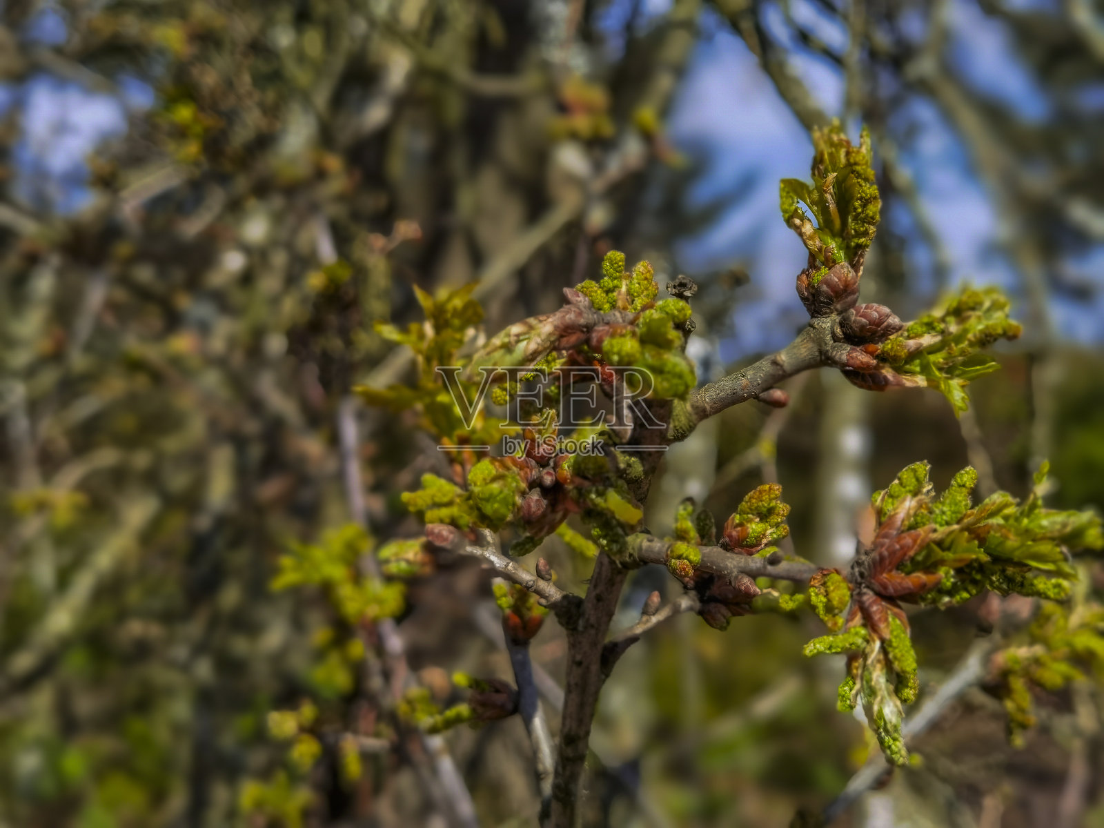 希思兰沼泽国家公园森林利奇山伯明翰西米德兰兹伍斯特郡英格兰英国照片摄影图片