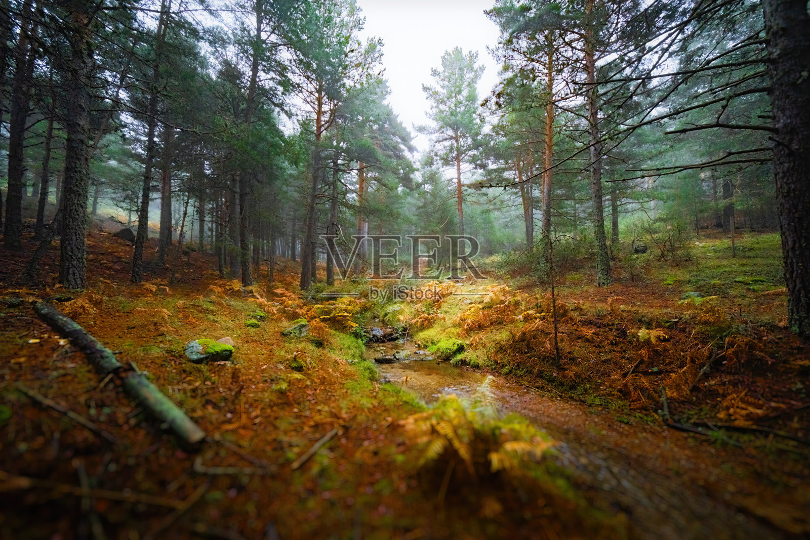 色彩斑斓的森林和雾蒙蒙的河流。照片摄影图片