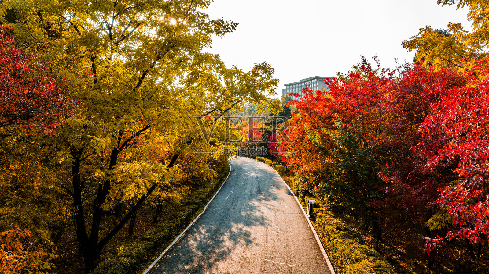 中国长春南湖公园的红叶秋景照片摄影图片