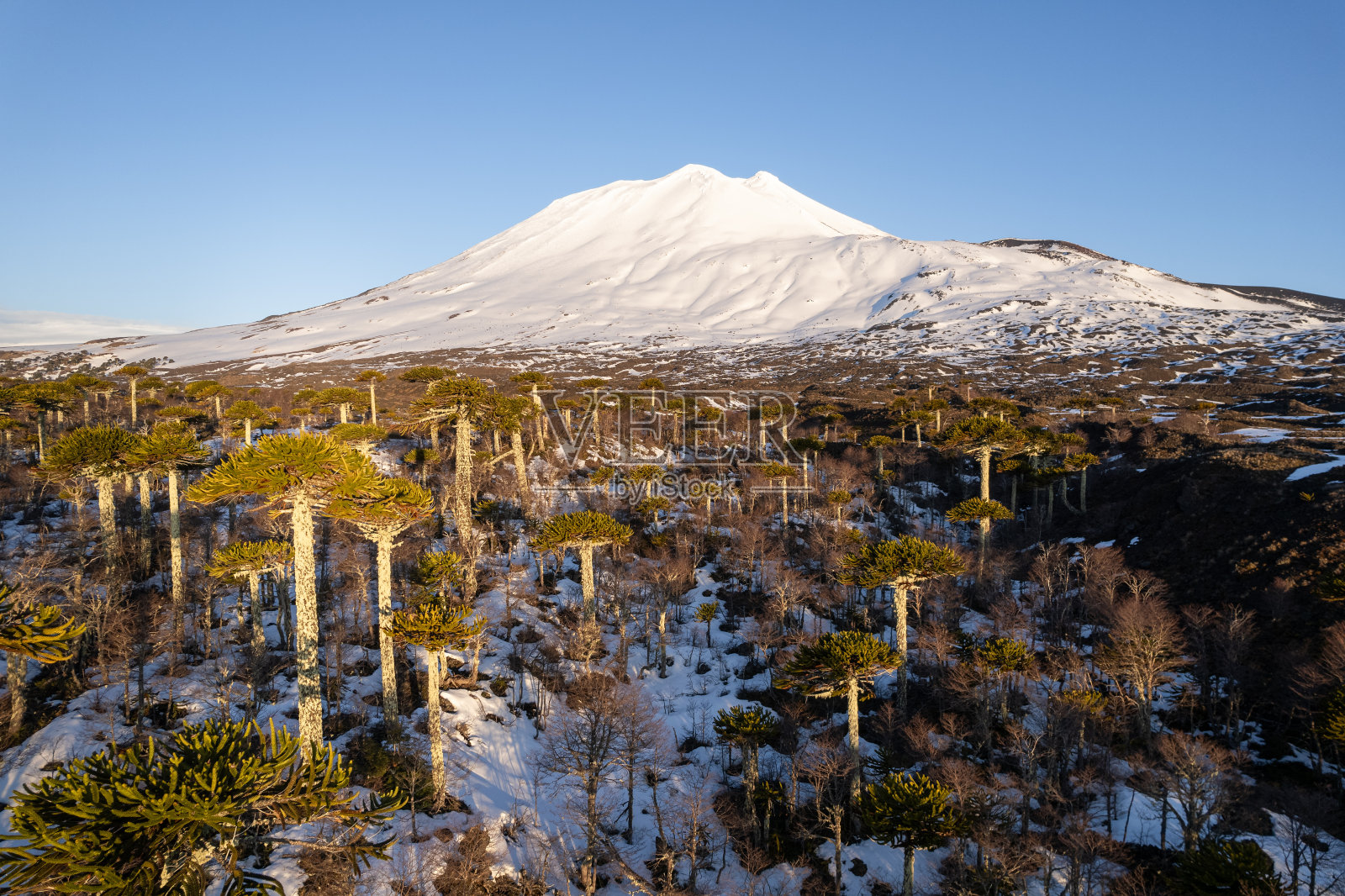 巴塔哥尼亚火山脚下的阿劳卡利亚森林照片摄影图片