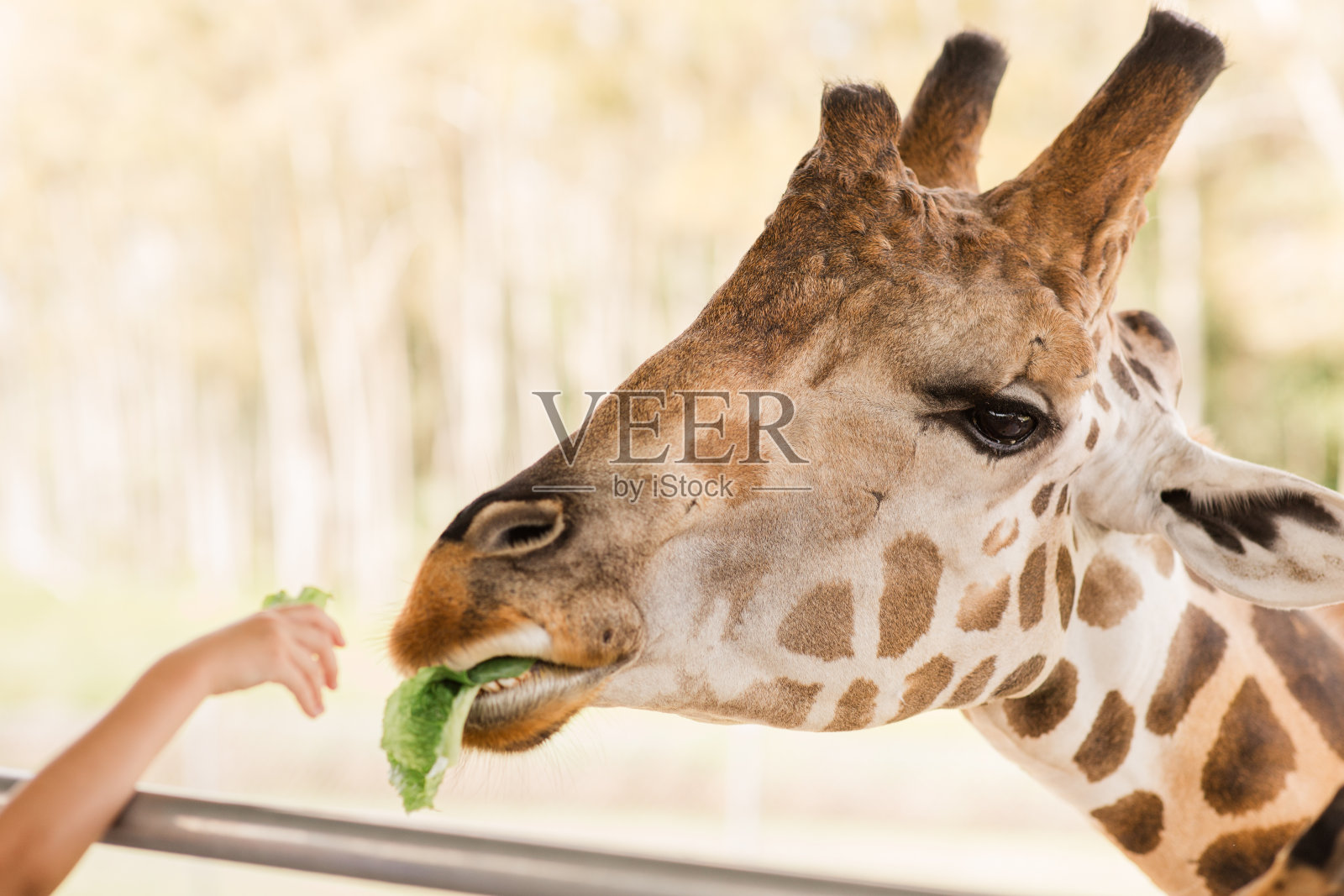 2023年秋天，南佛罗里达州的一个孩子正在给高长颈鹿喂生菜照片摄影图片