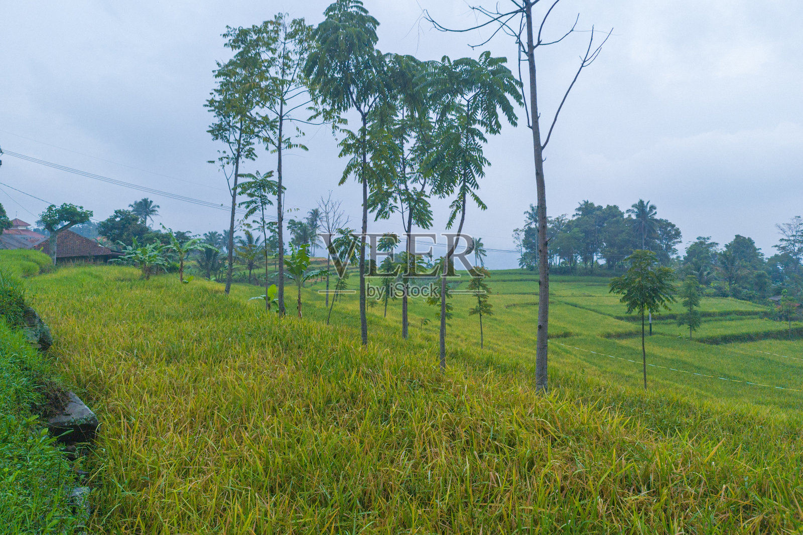 自然，稻田照片摄影图片