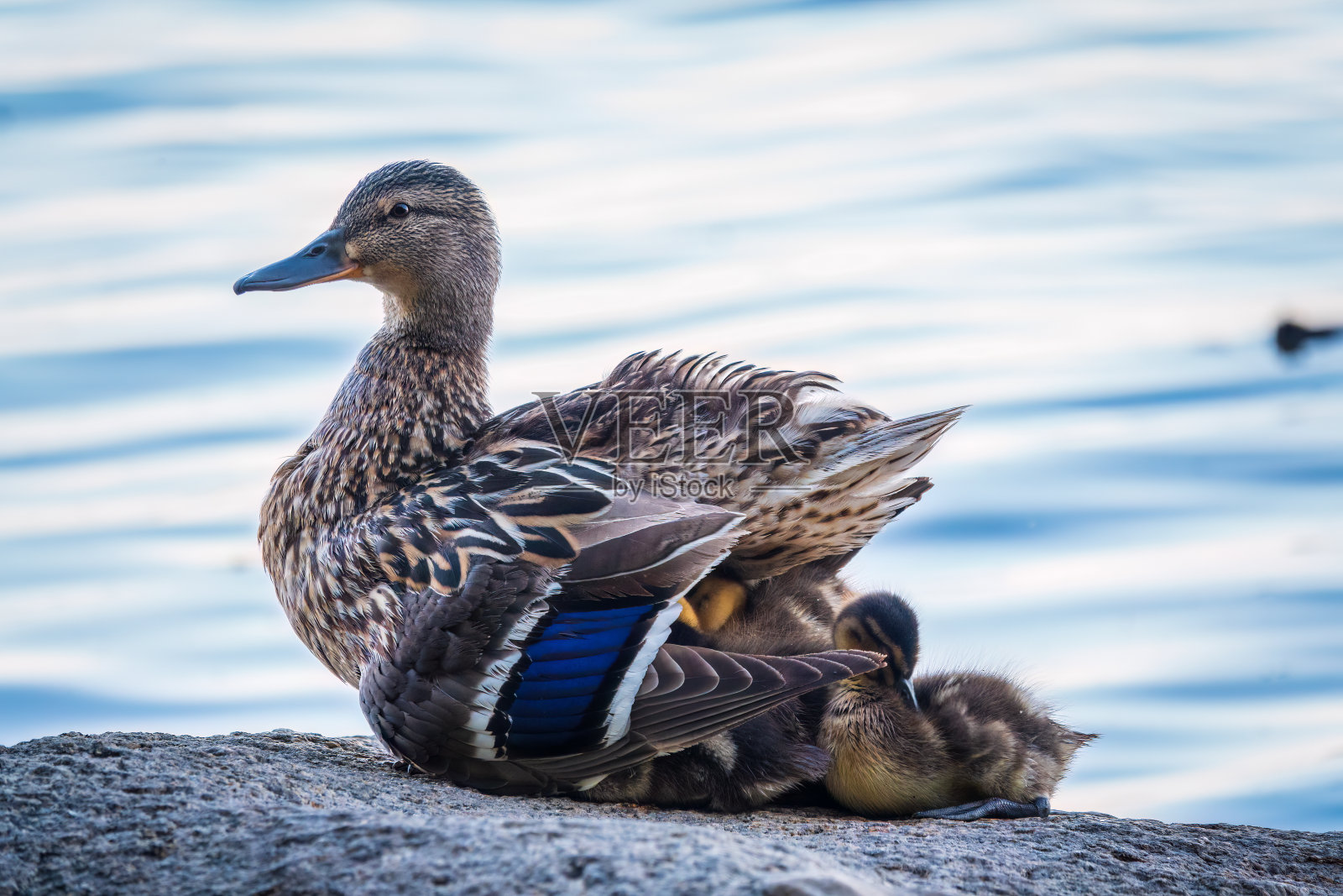 成年鸭子和许多小鸭子坐在绿色的池塘岸边照片摄影图片